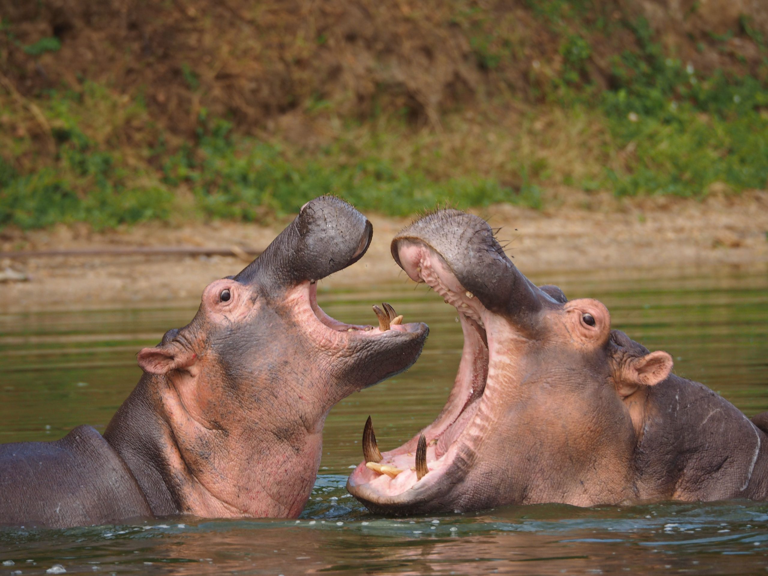 12 Days Wildlife Safari Uganda Rwanda