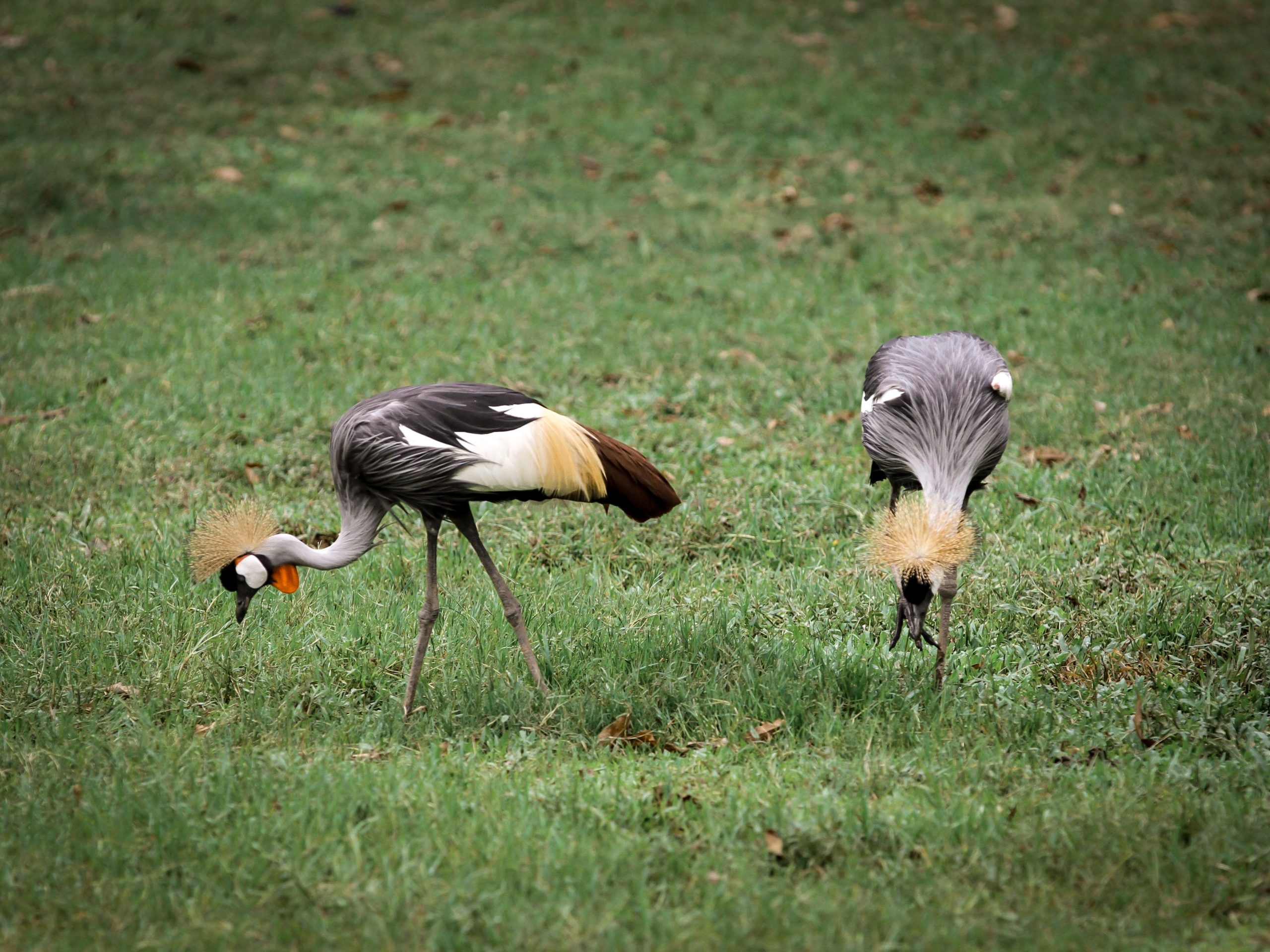 14 Days Birding and Cultural Uganda Rwanda Expedition