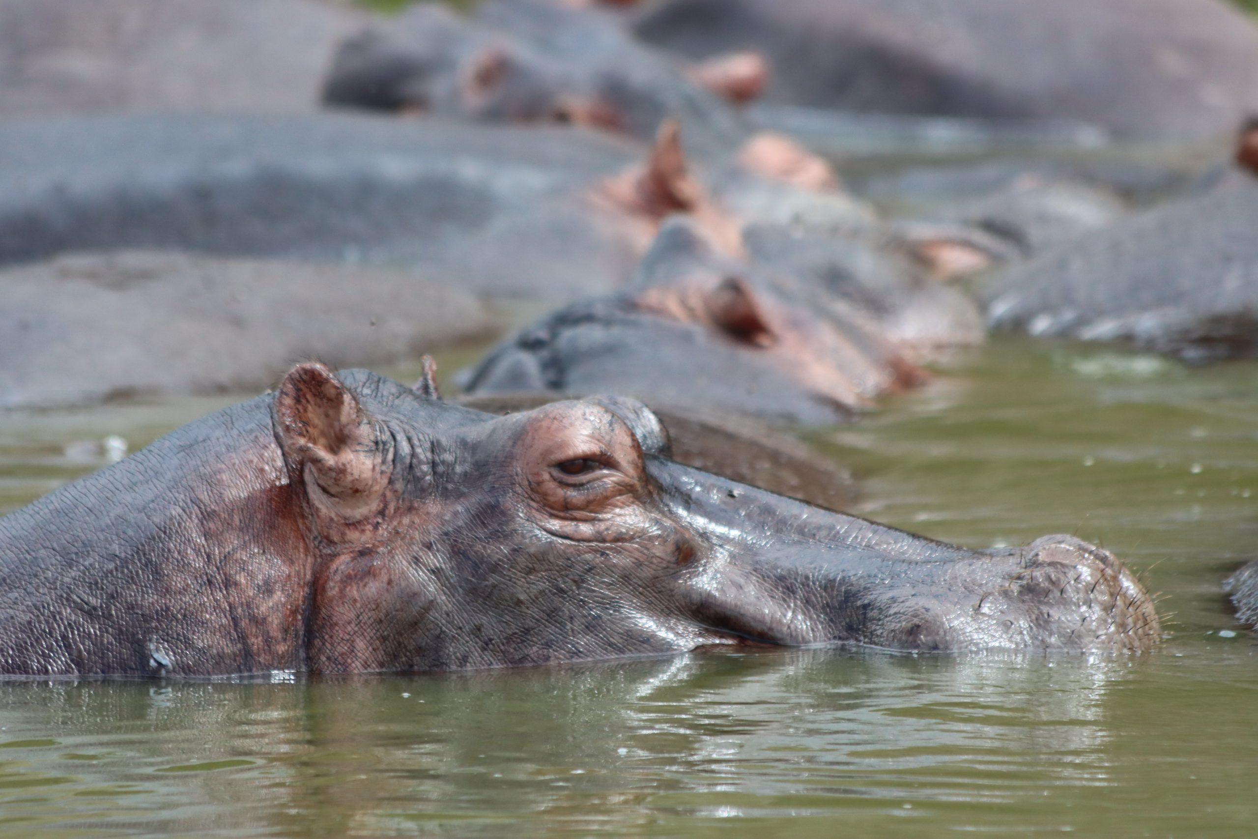 10 Days Cheap Uganda Safari