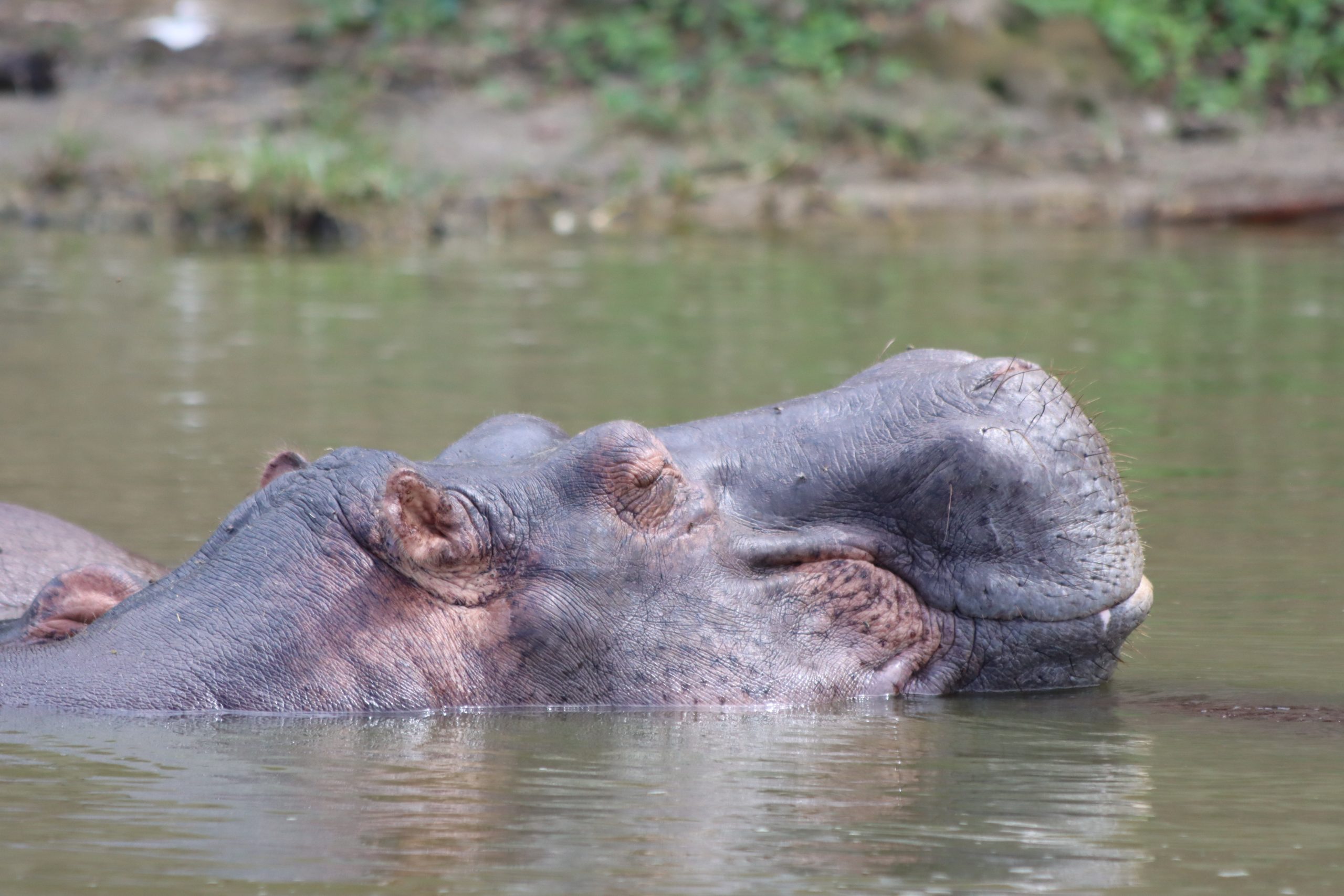 10 Days Uganda Budget Safari