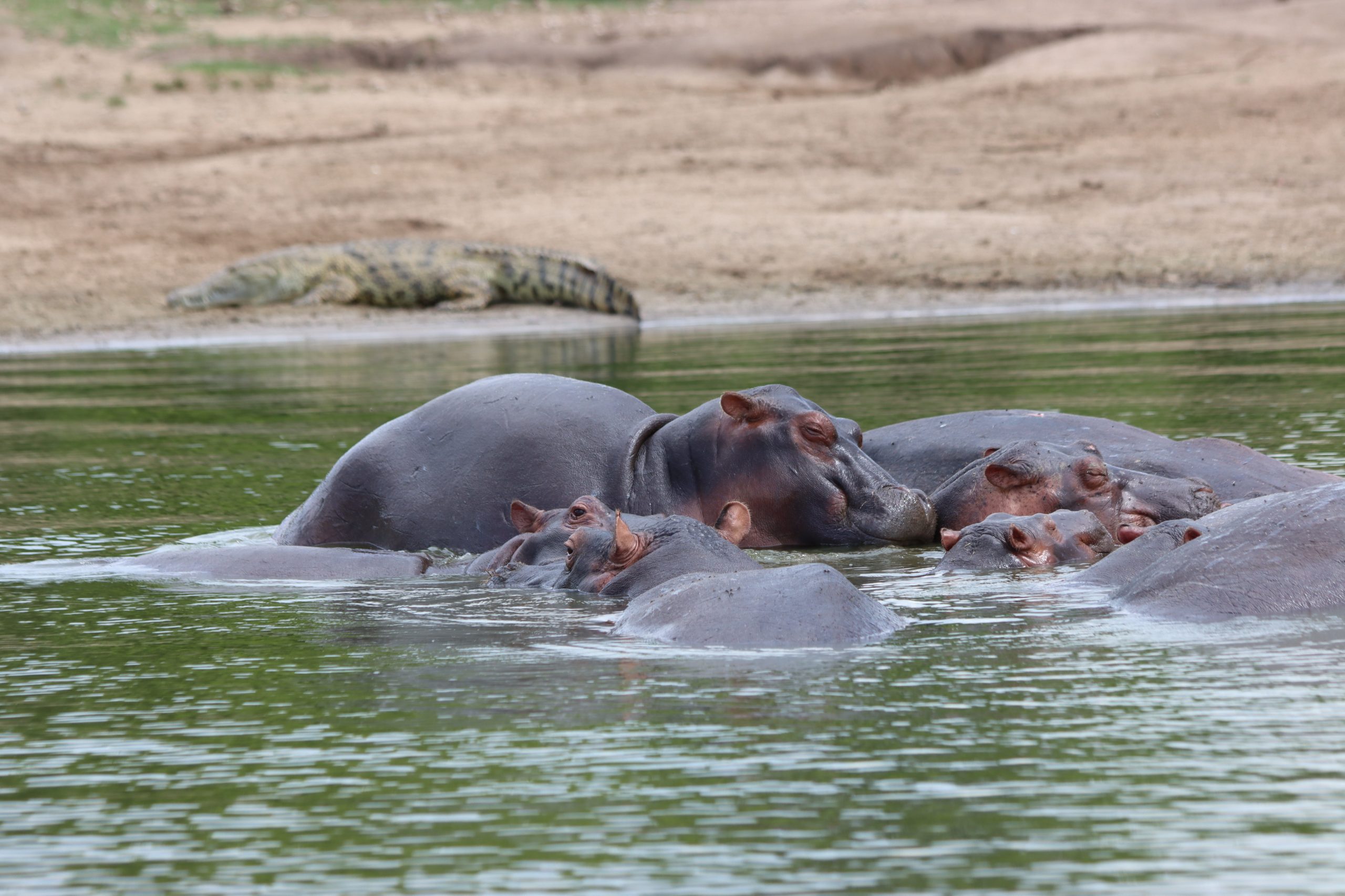 Queen Elizabeth National Park Safaris Uganda