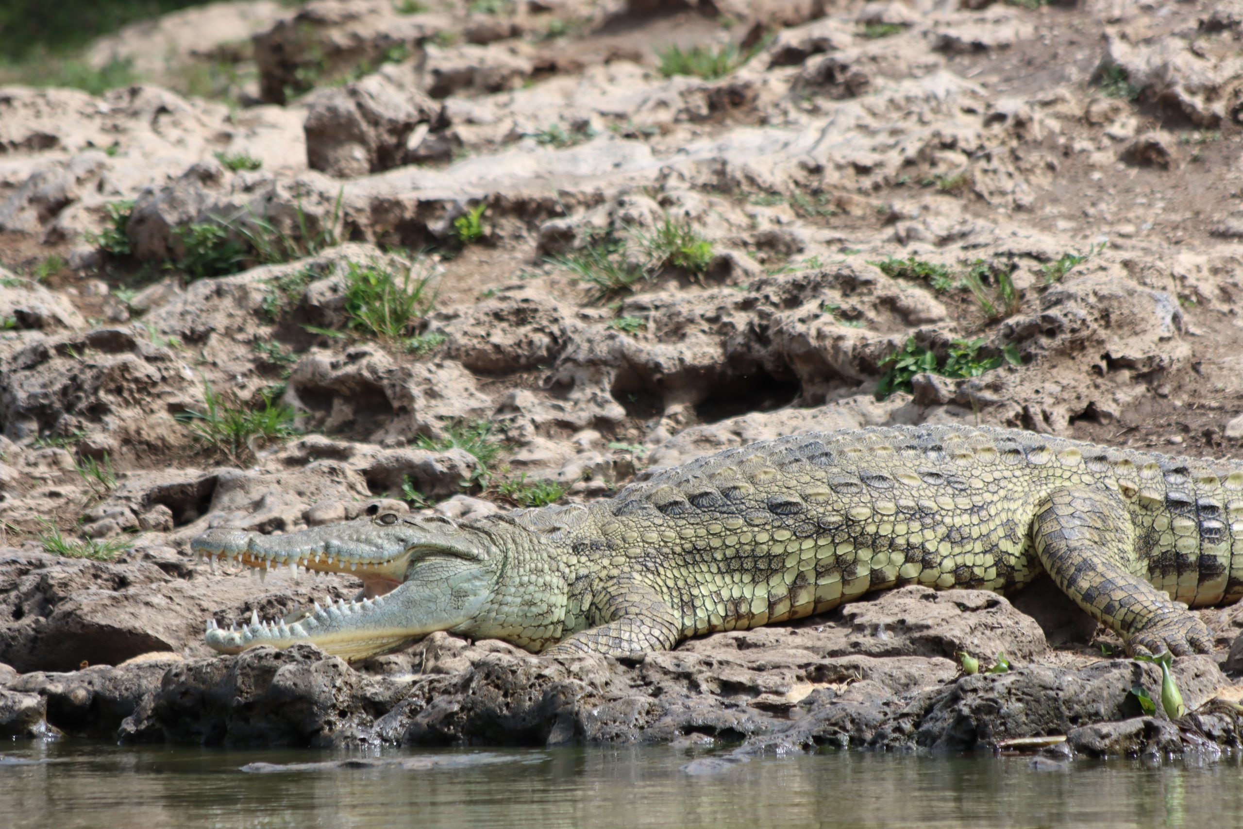 10 Days Low Cost Uganda Safari