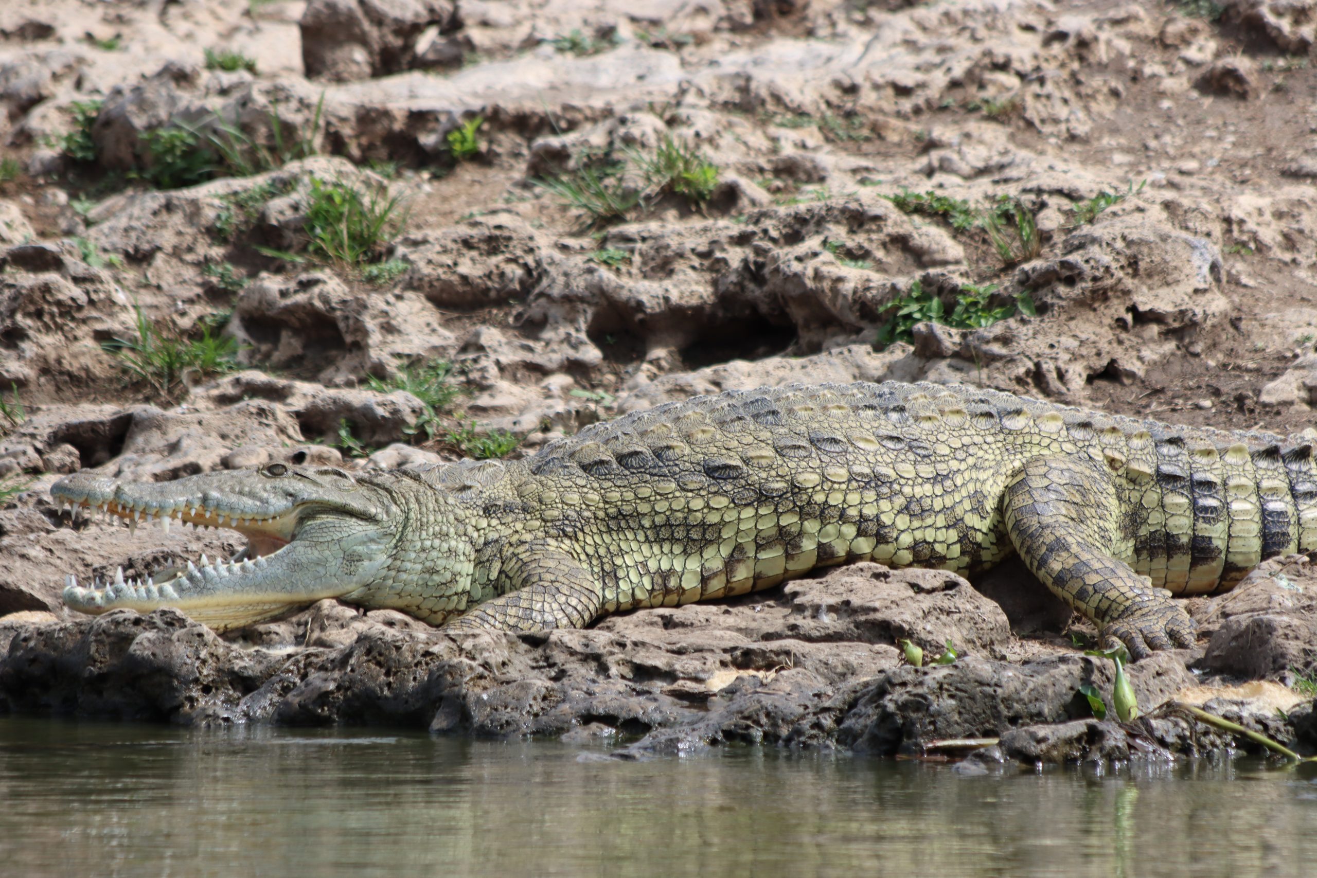 10 Days Affordable Uganda Safari