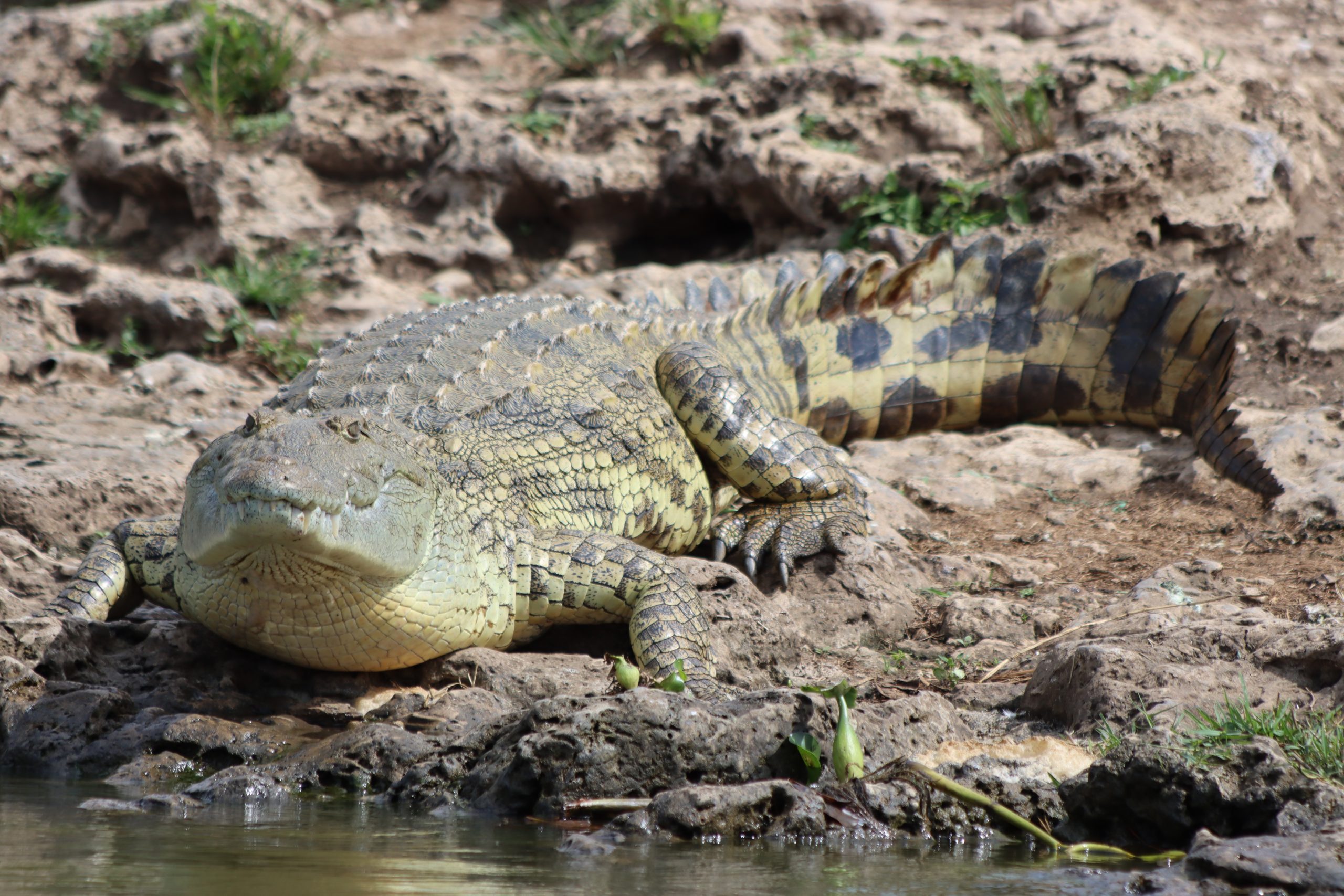 12 Days Cheap Uganda Safari
