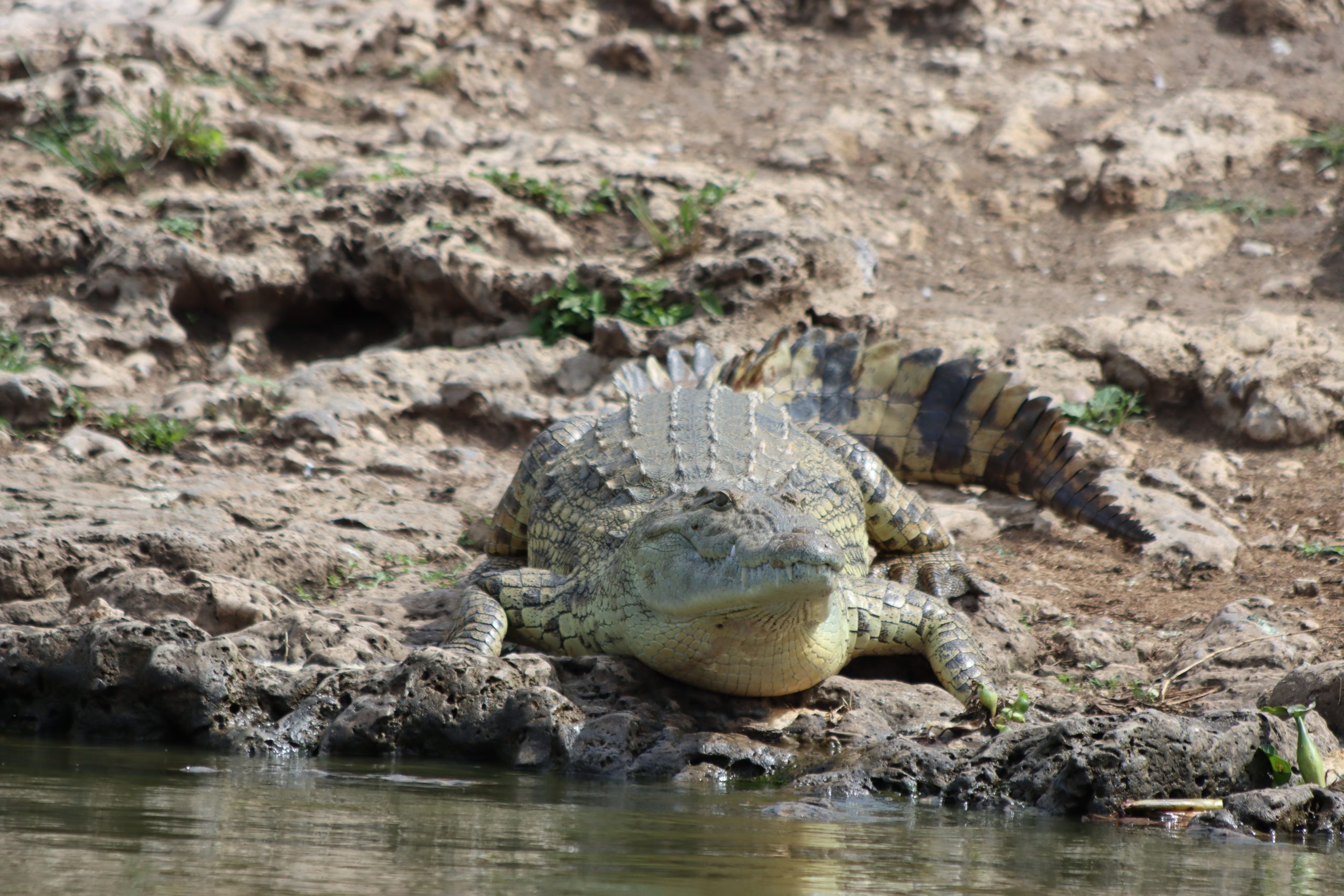 12 Days Uganda Budget Safari
