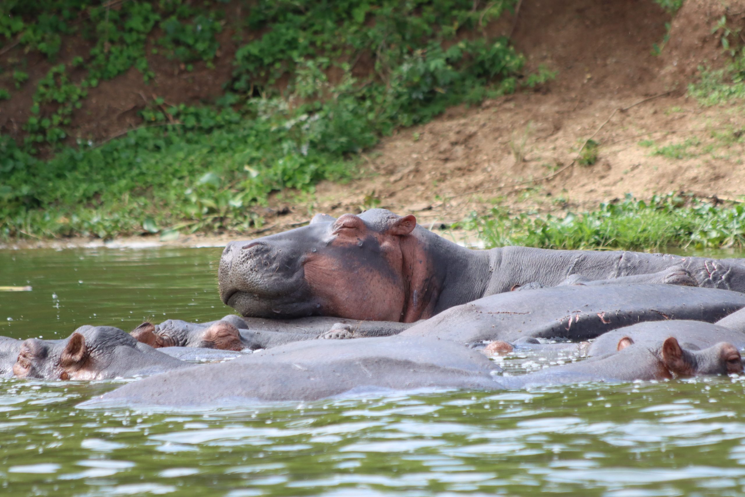 10 Days Budget Wildlife Safari Uganda