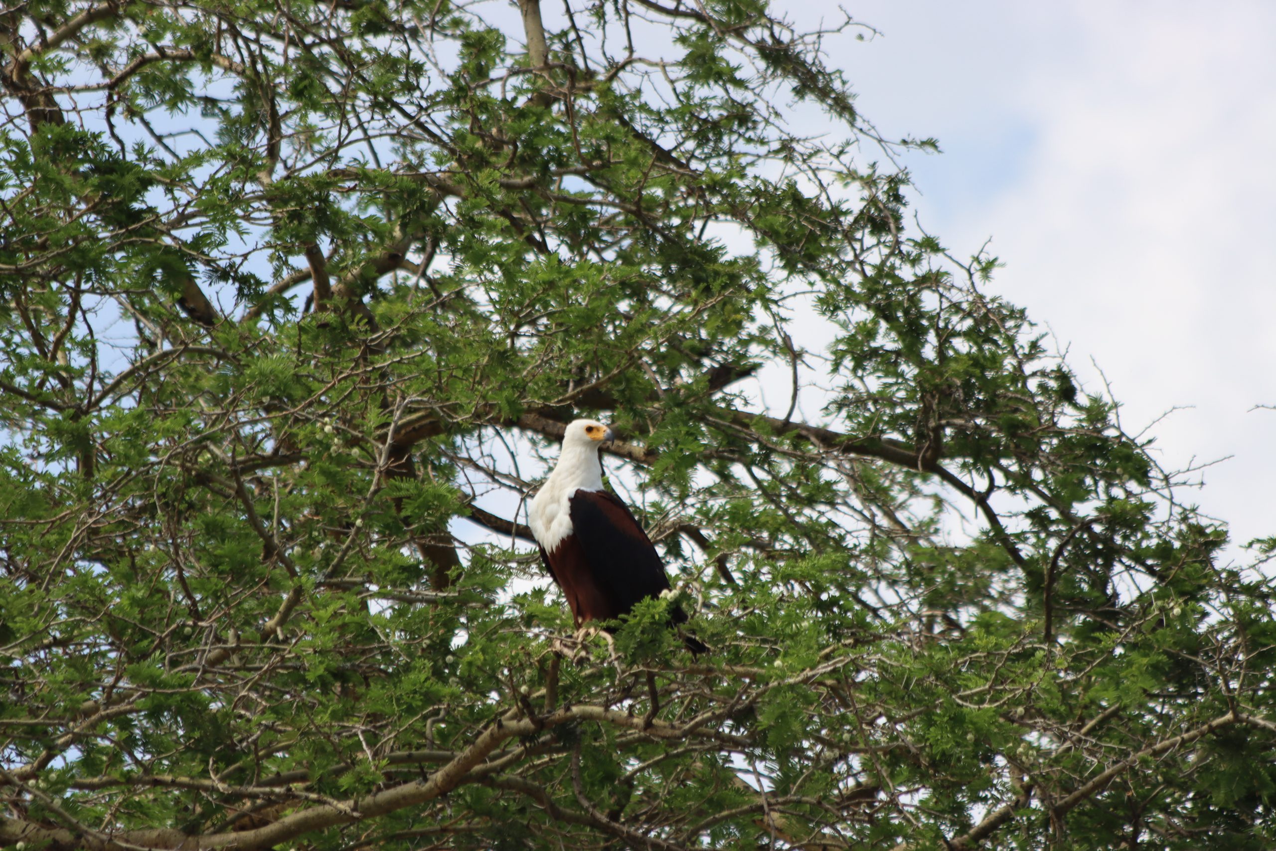 Kenya Birding Tour