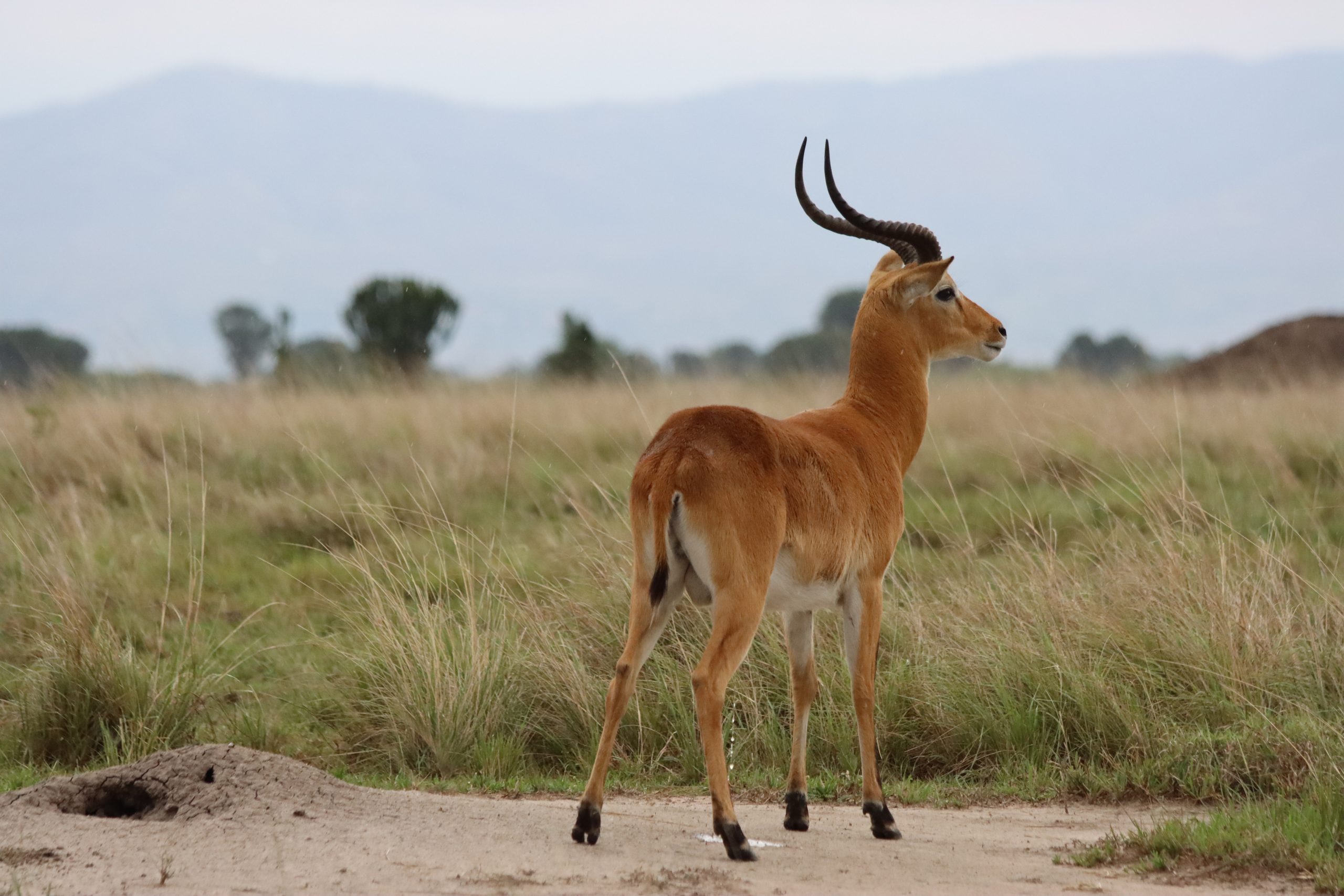 12 Days Low Cost Uganda Safari