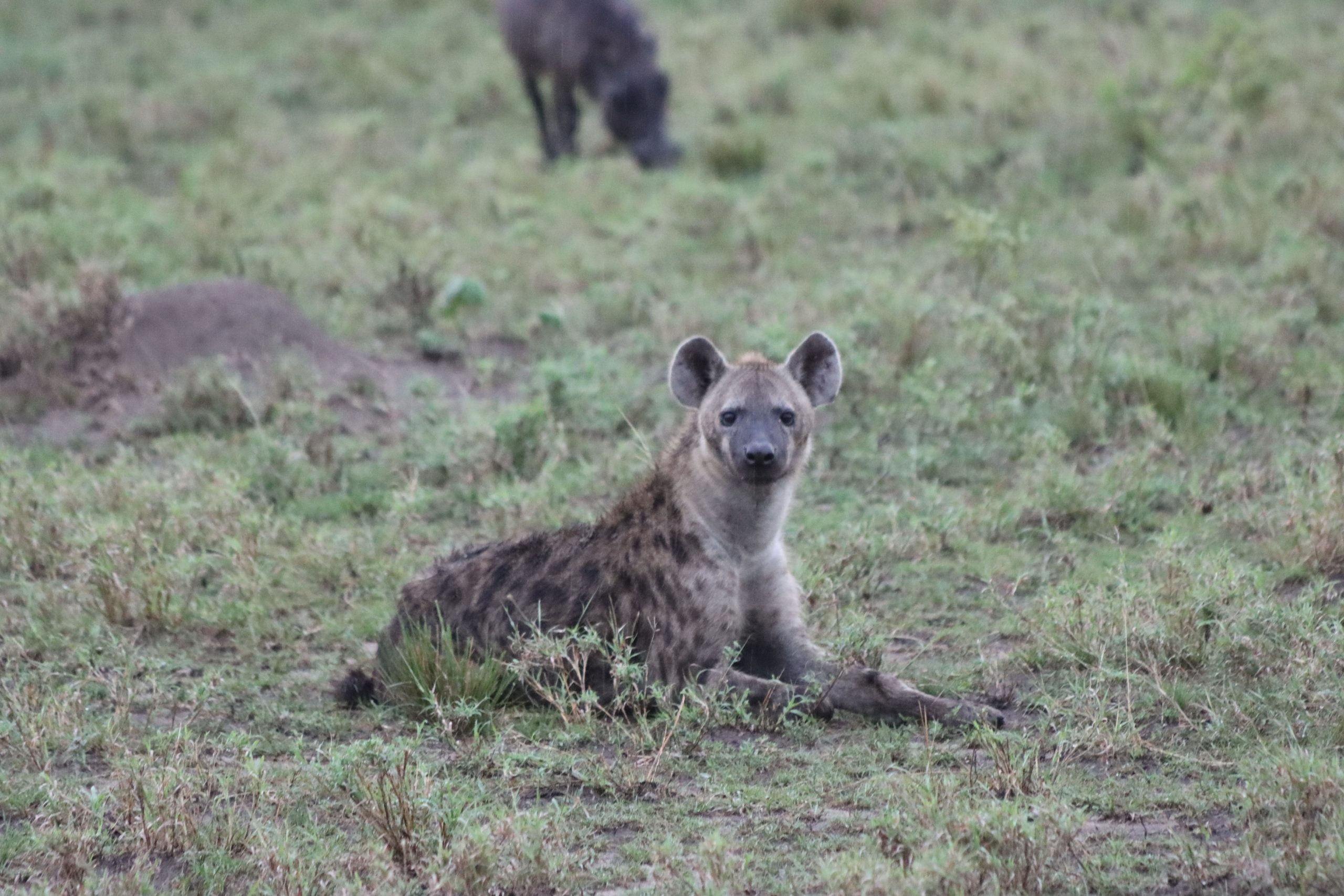 12 Days Affordable Uganda Safari