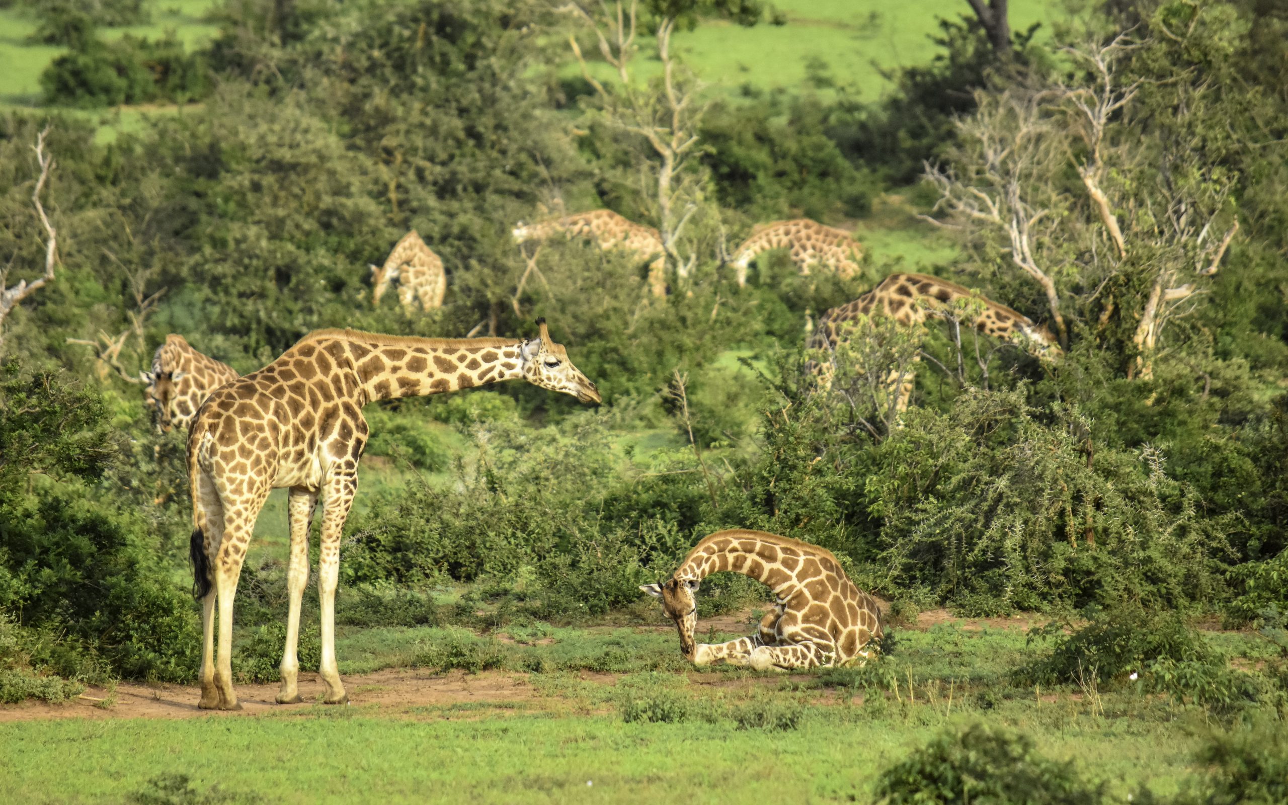 3 Days Low Cost Uganda Safari