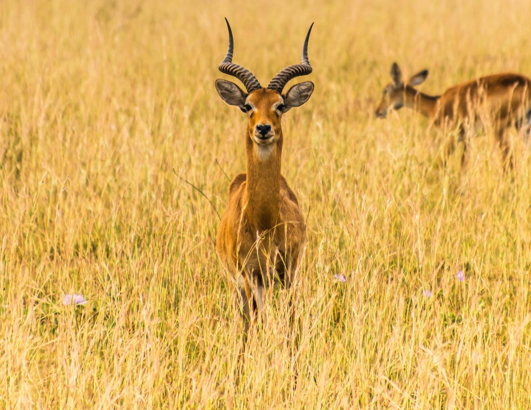 Safaris à petit budget en Ouganda