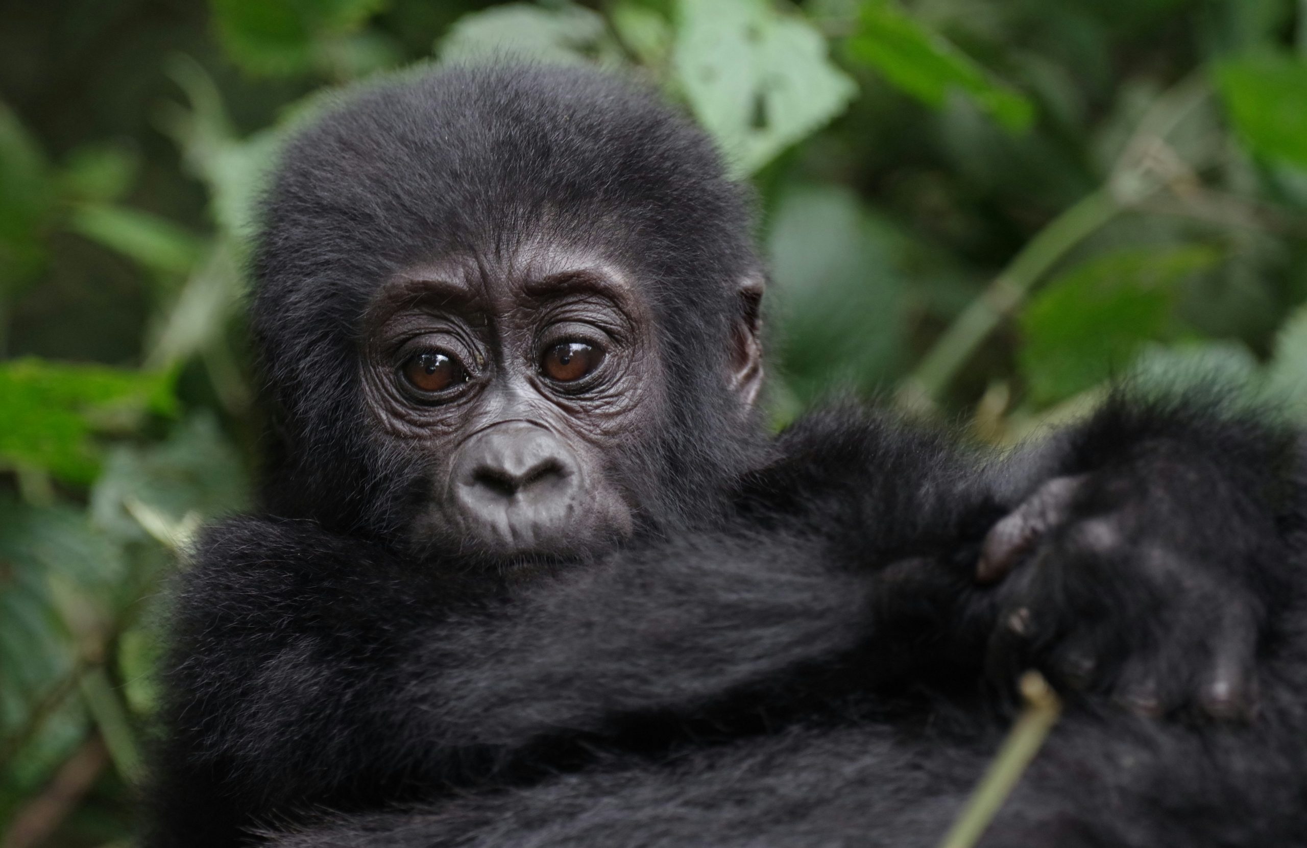 Safaris aux gorilles en Ouganda