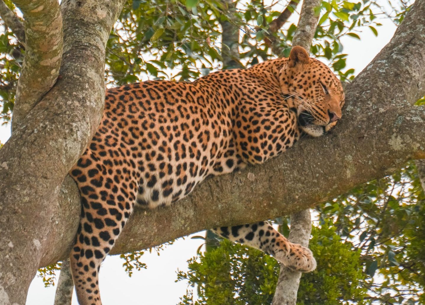 8 Days Uganda Budget Safari