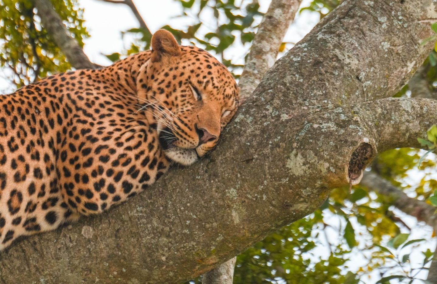 6 Days Cheap Uganda Safari