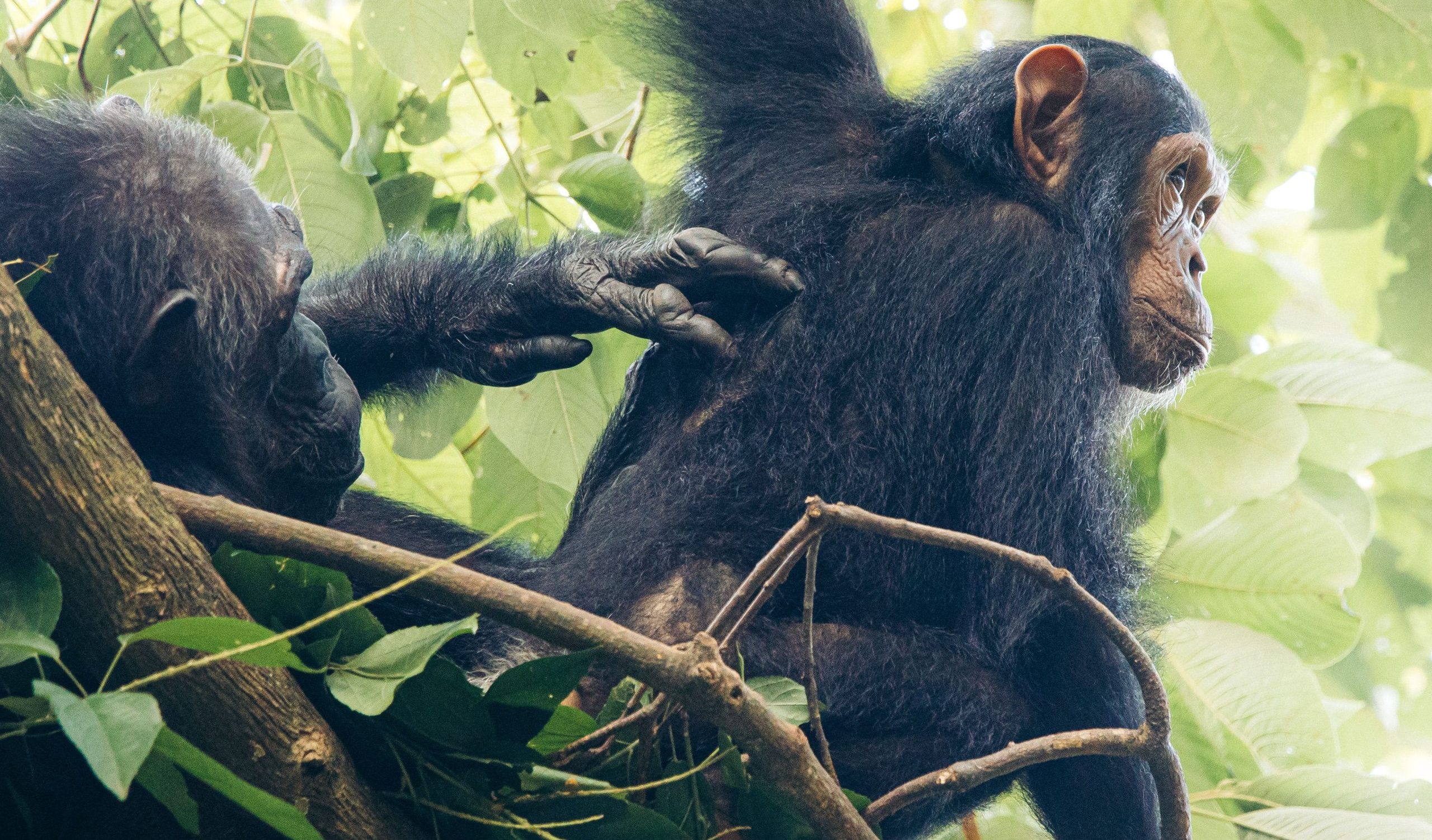 3 Days Budget Chimpanzee Trekking Uganda