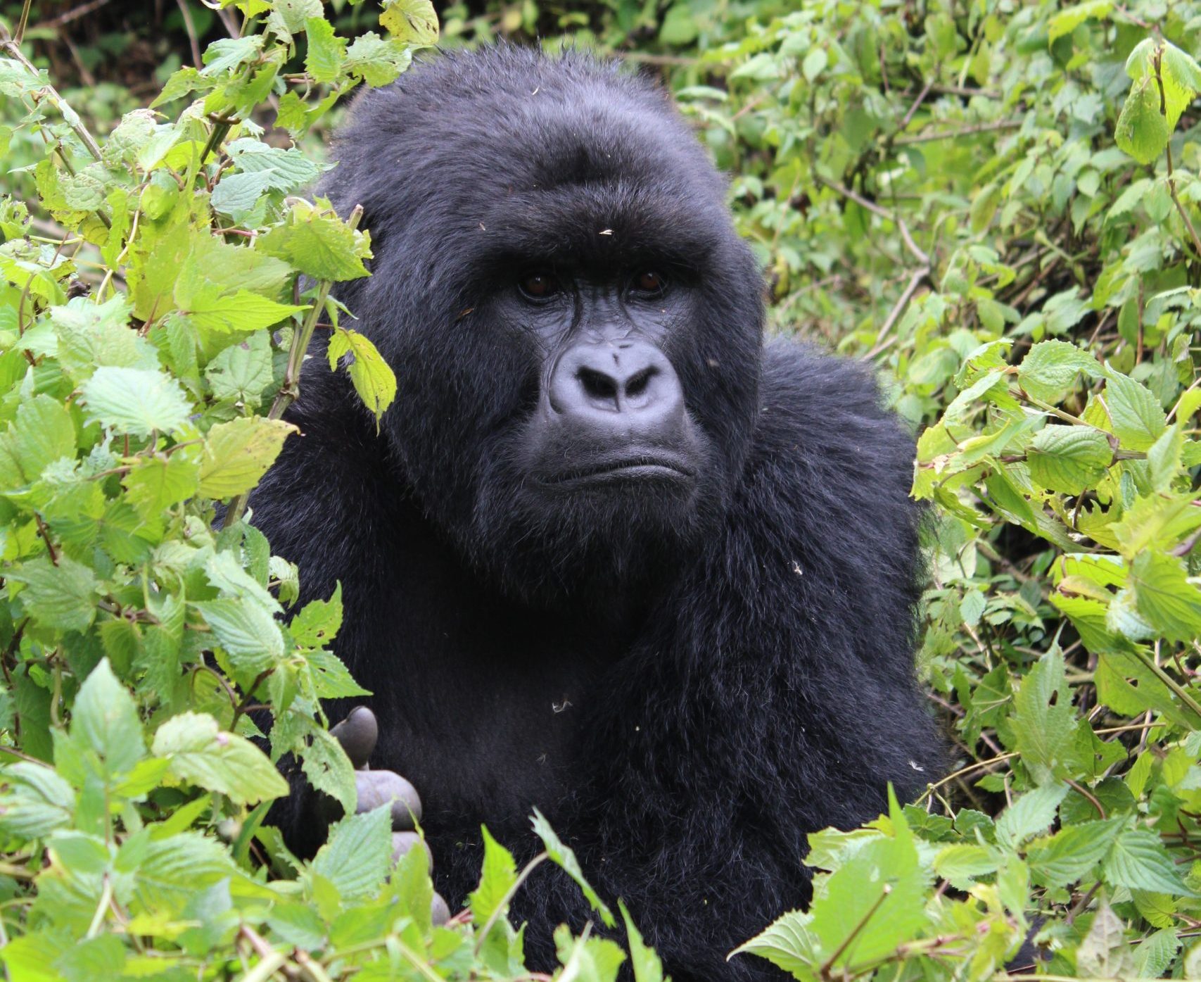 14 Days Gorilla Trekking Rwanda
