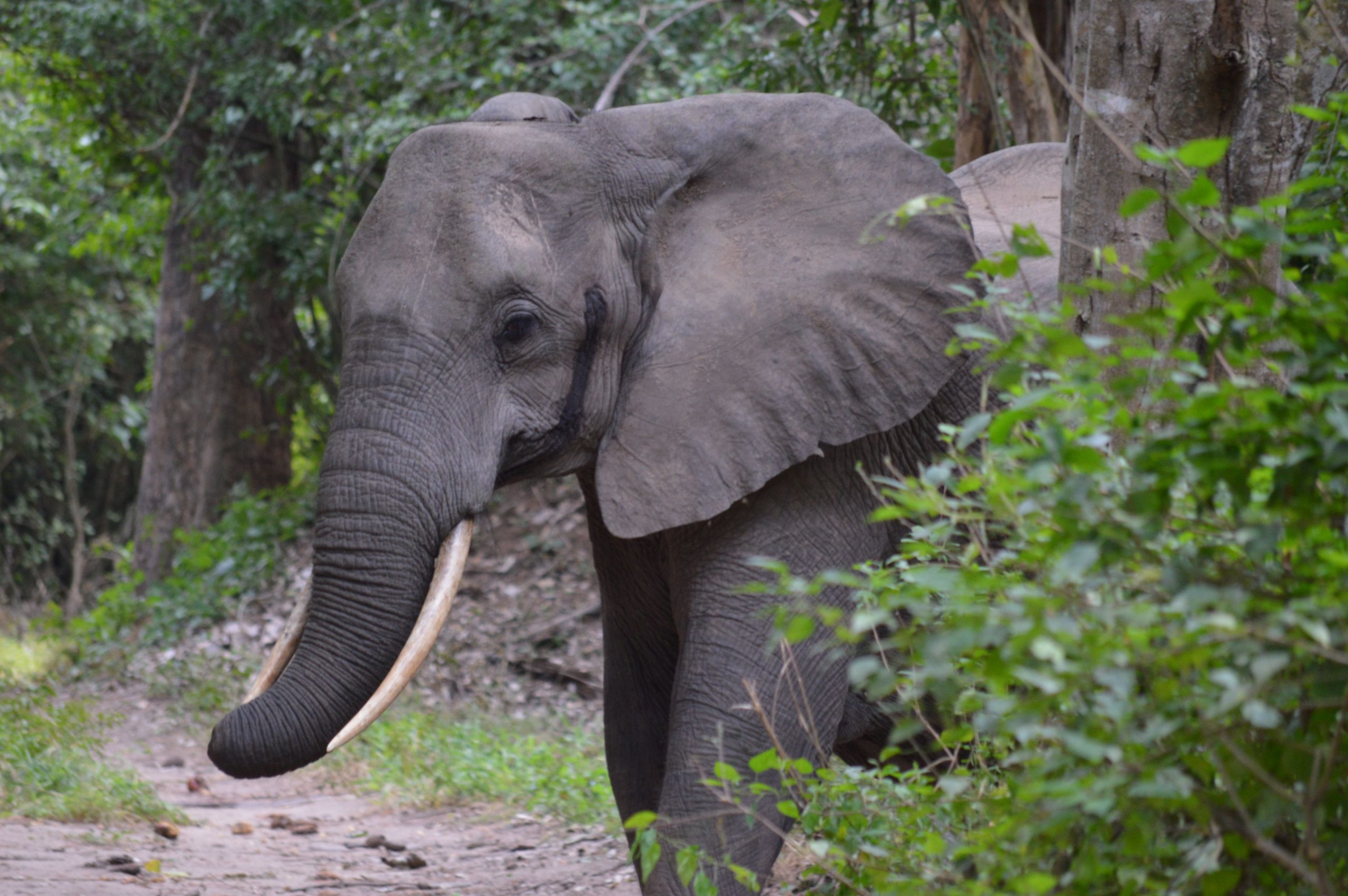 4 Days Low Cost Uganda Safari