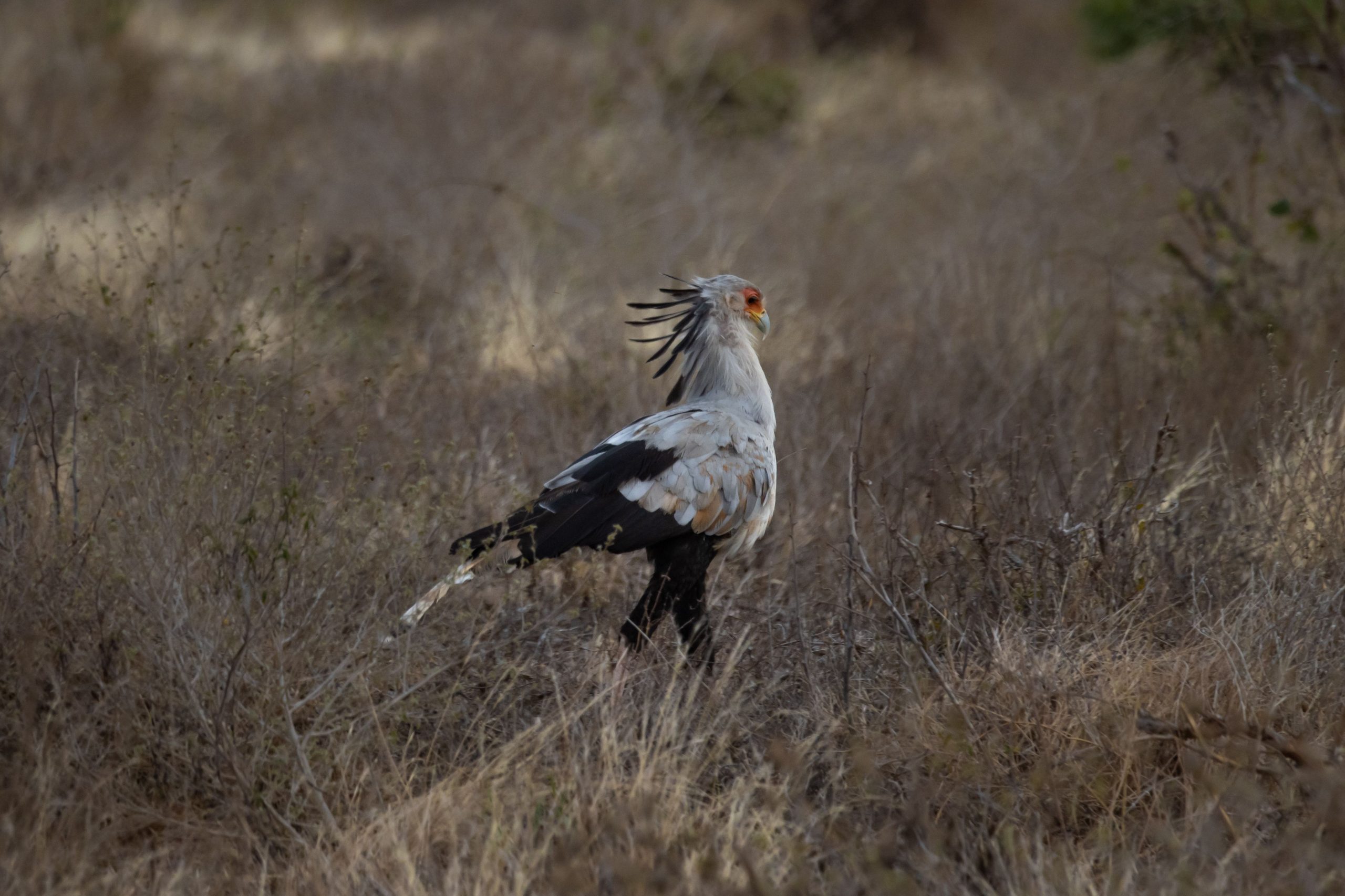 12 Days Birding Rwanda Rare Species Safari