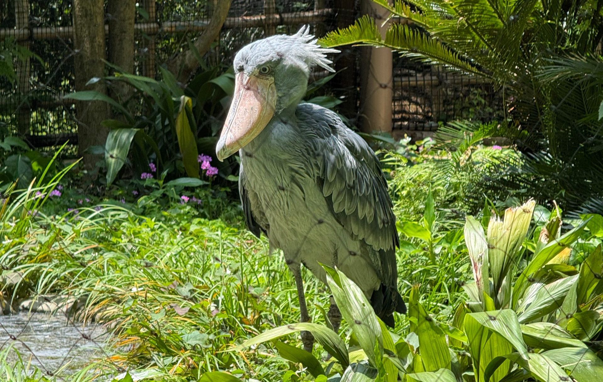 Shoebill Stork Birding Uganda