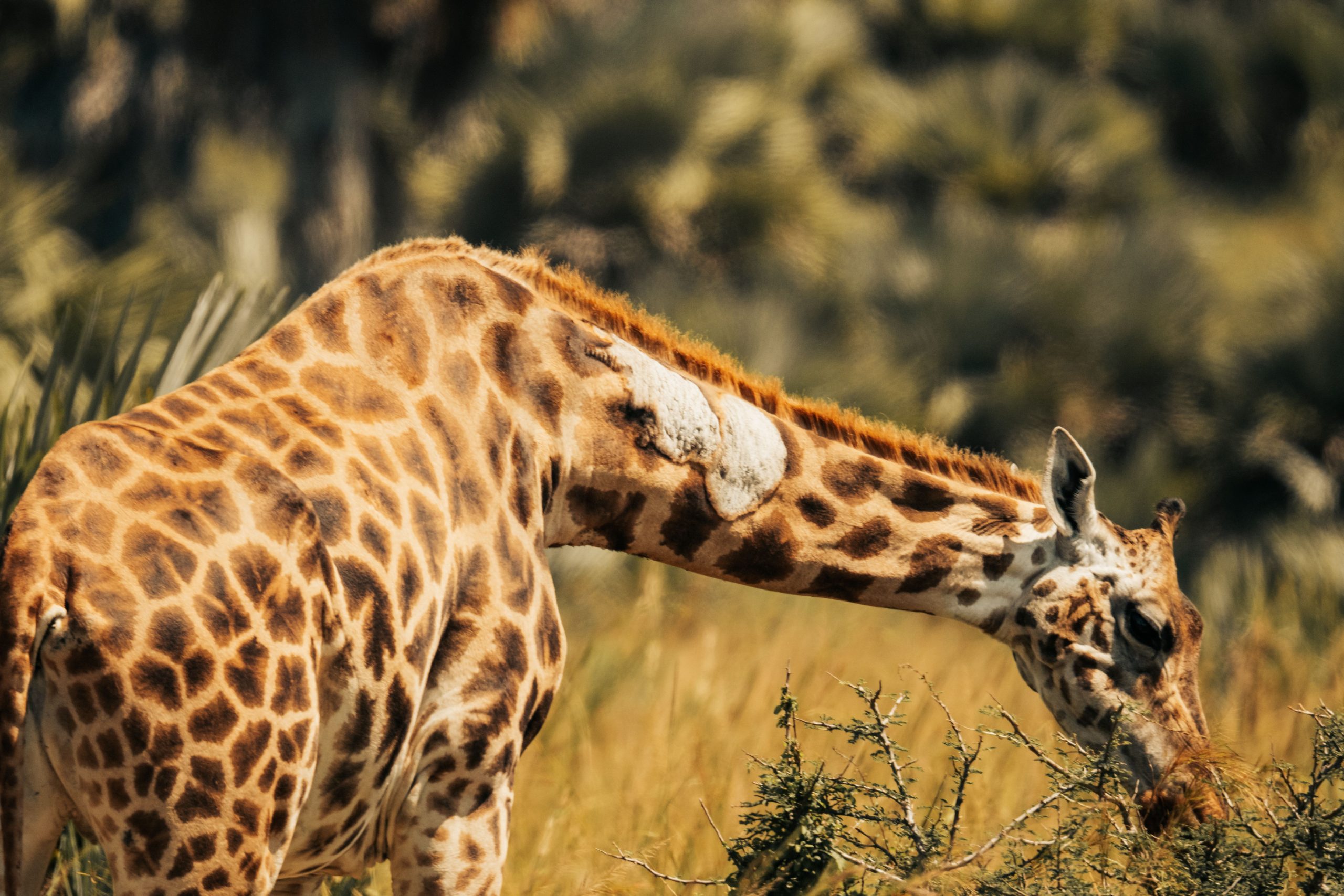 12 Days Rwanda Safari Cost