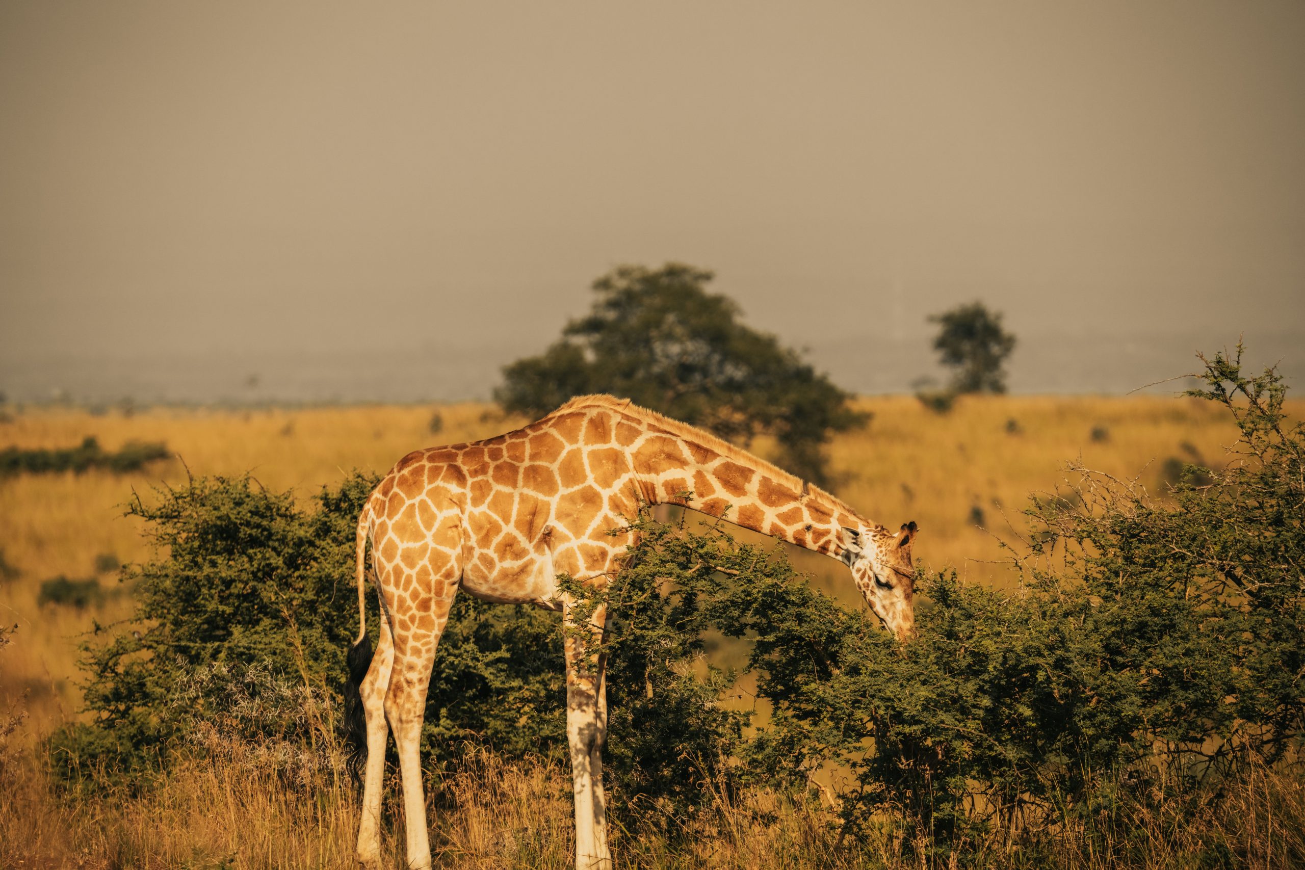 2 Days Budget Lake Mburo Safari