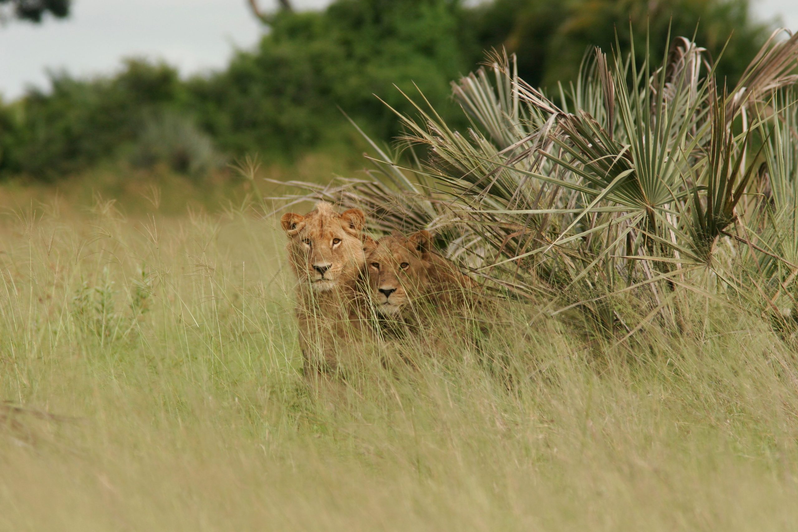 3 Days Budget Murchison Falls Safari