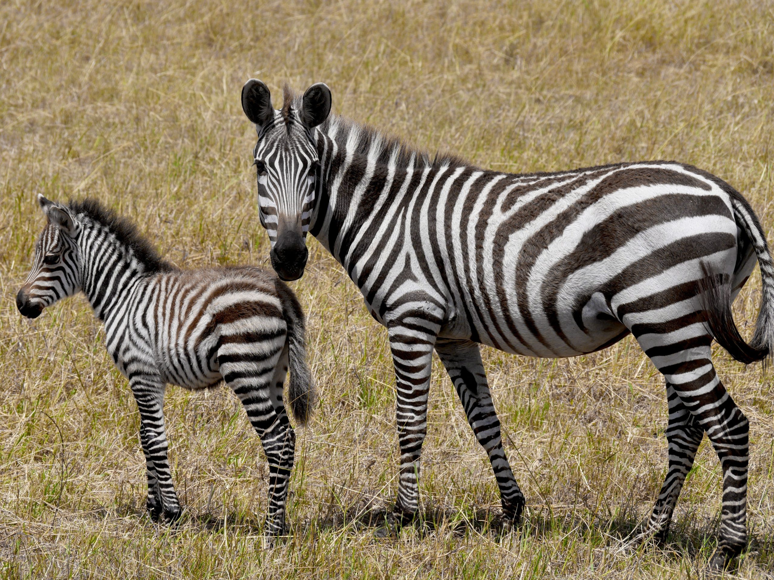 14 Days Rwanda Safari Package