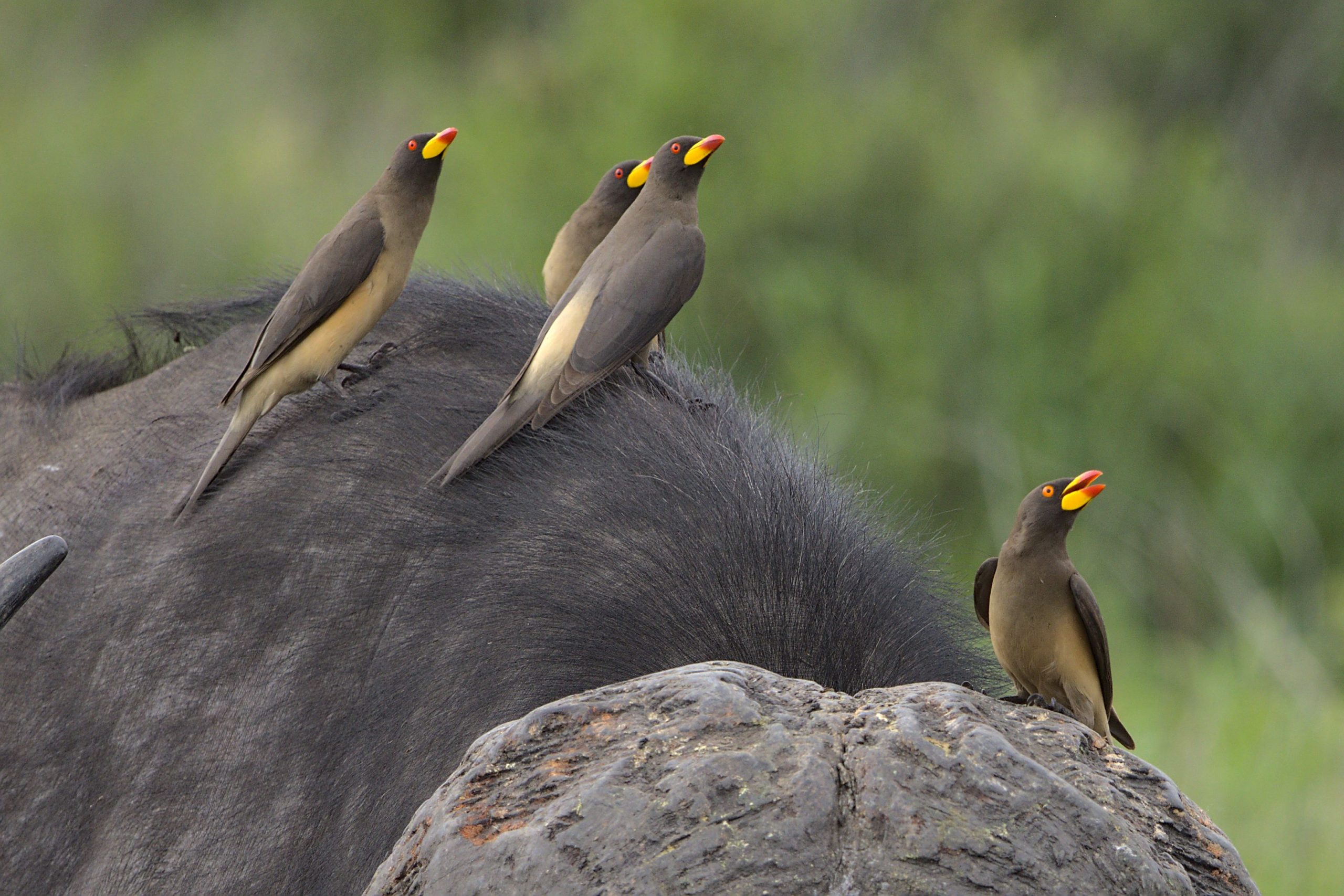 14 Days Budget Birding and Cultural Uganda Safari