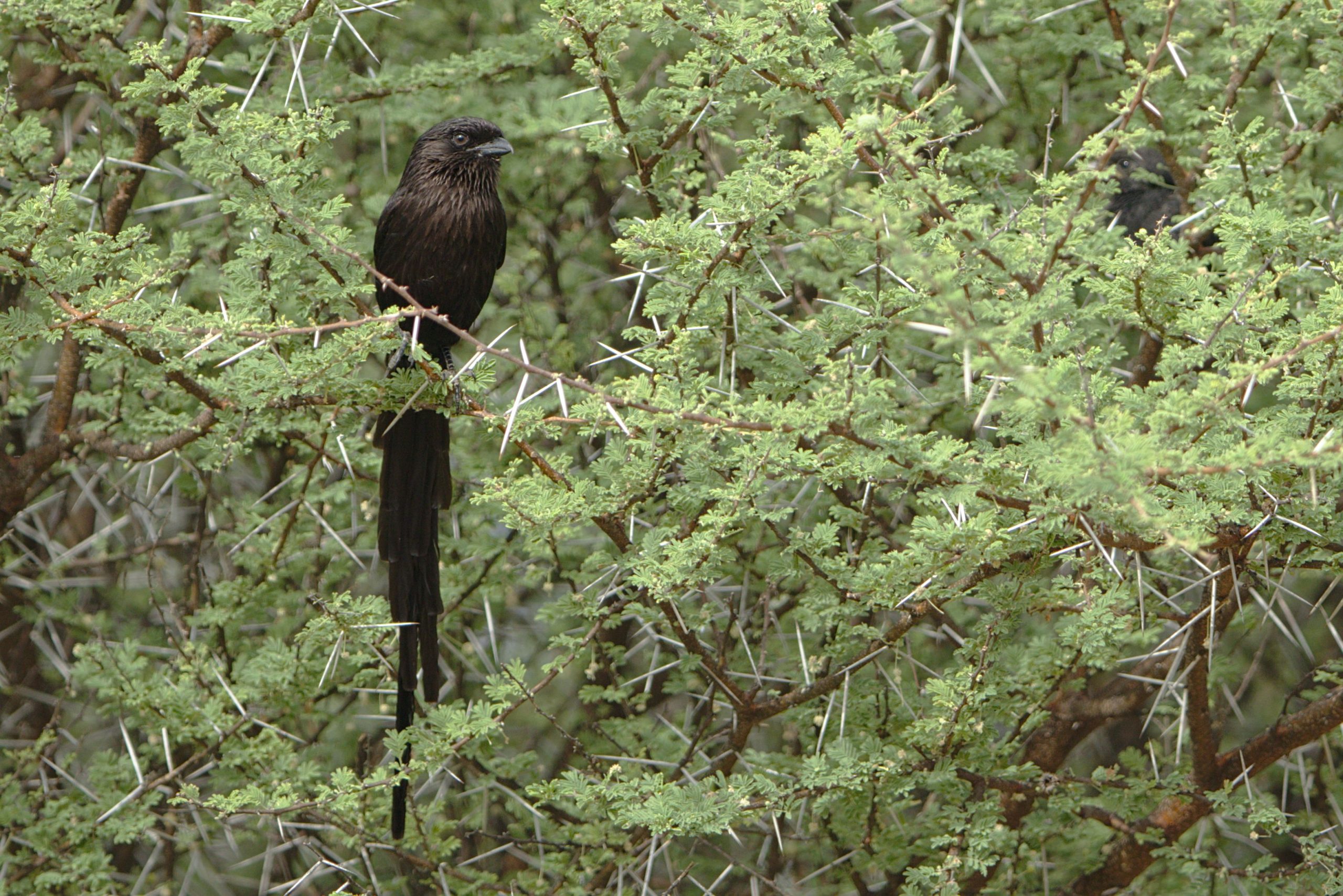 7 Days Birding Rwanda Endemic Species Safari