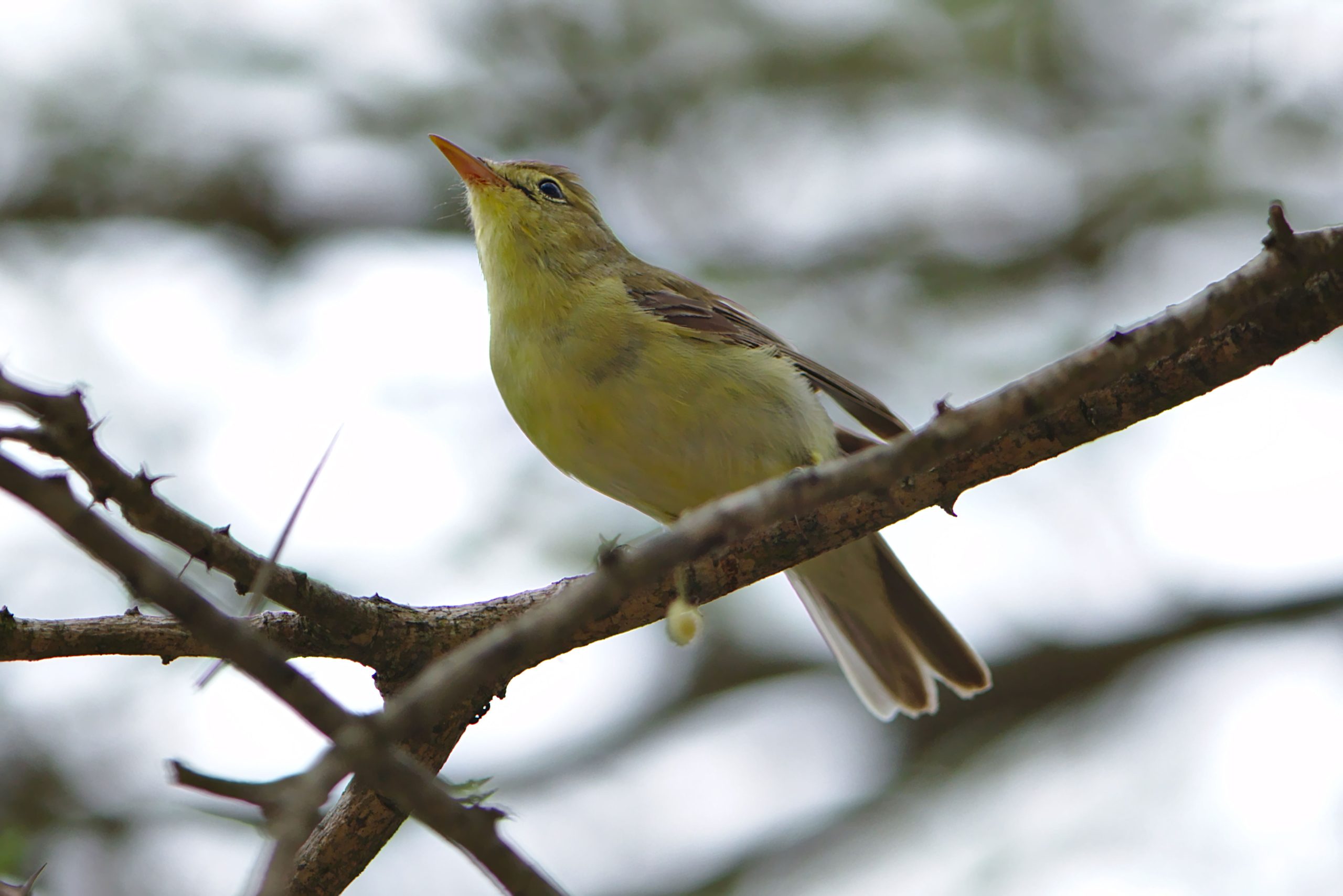 10 Days Birding Rwanda Tour Package