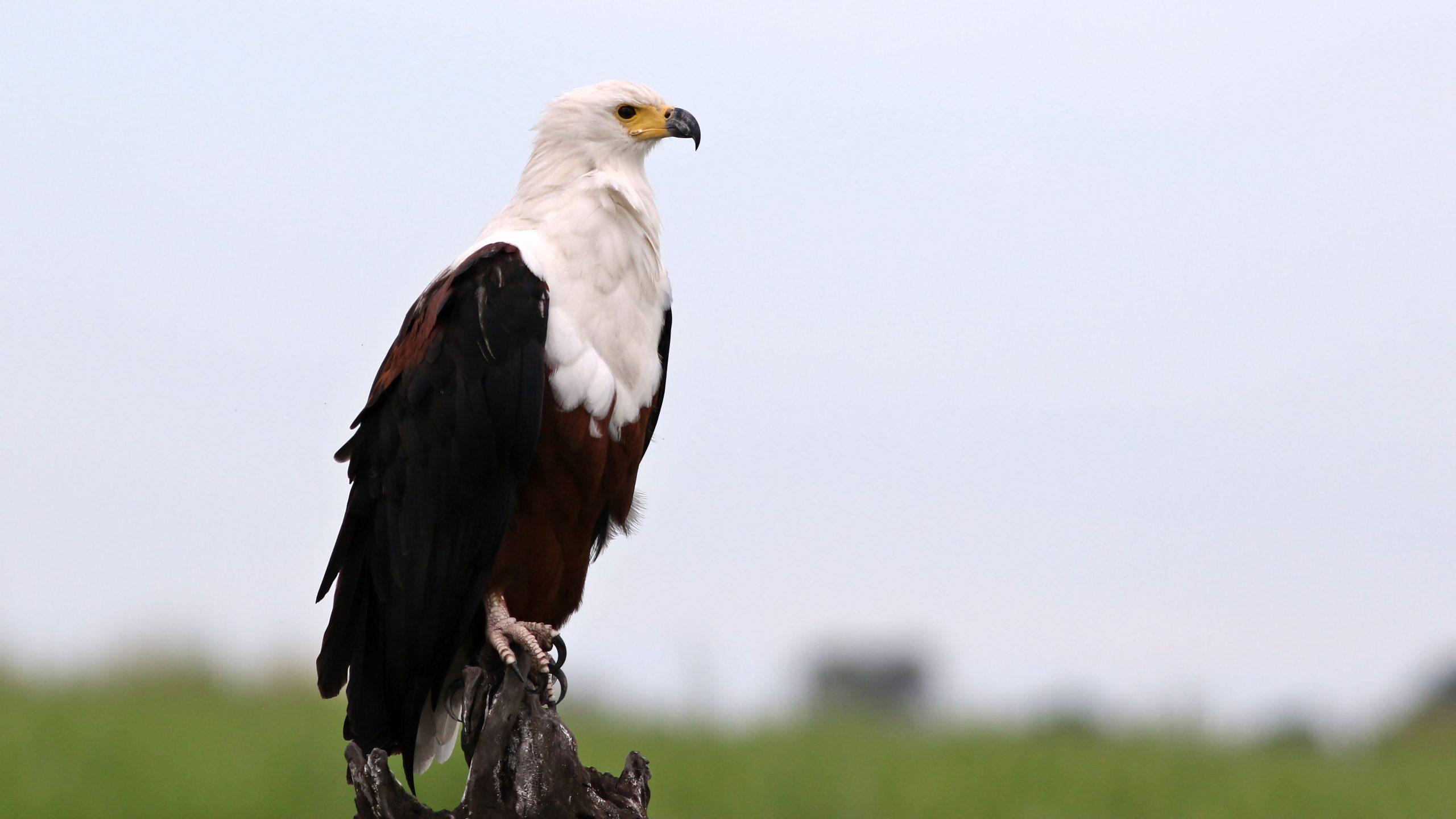 3 Days Birding Akagera National Park Rwanda