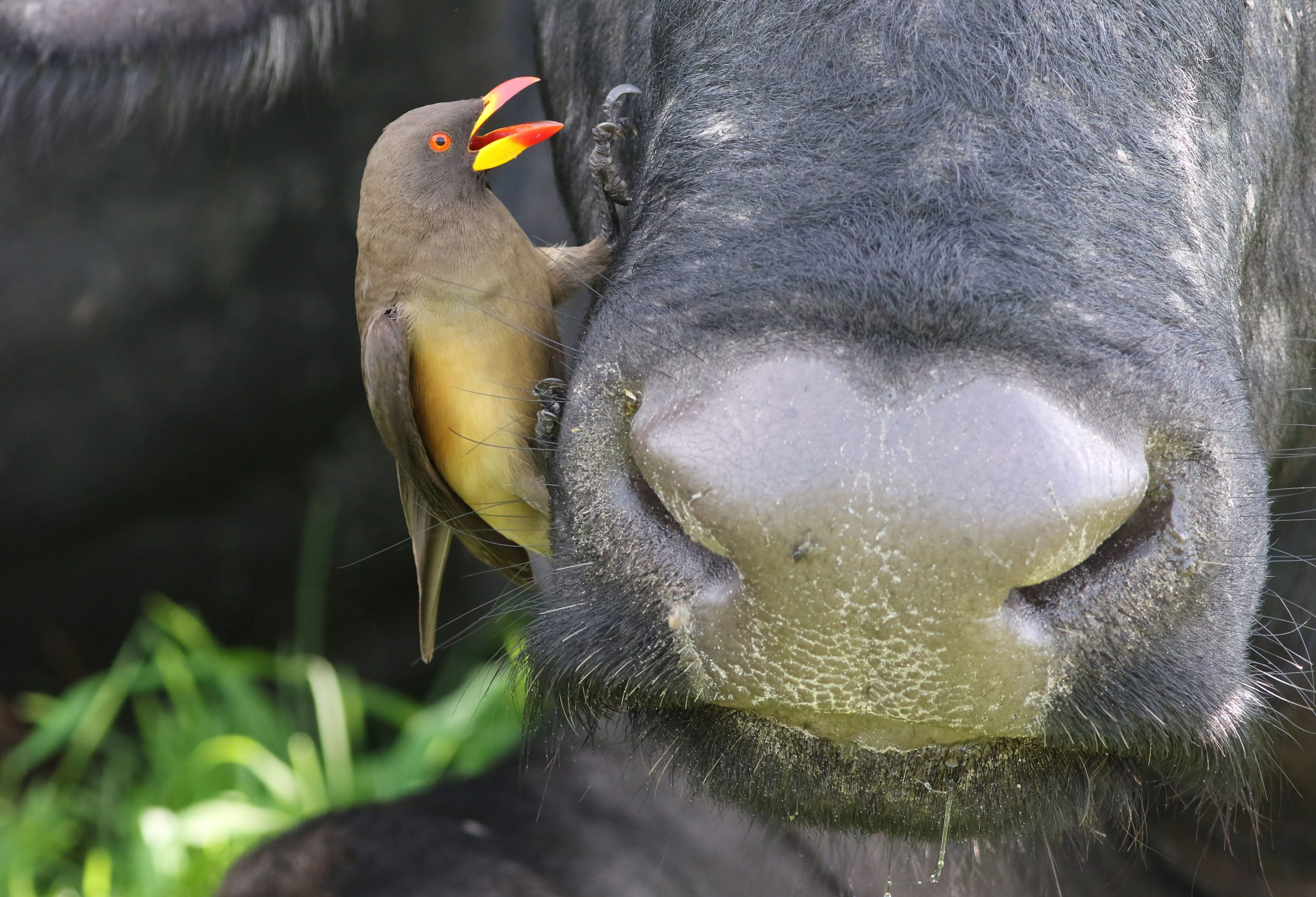 12 Days Budget Birding and Cultural Uganda Experience