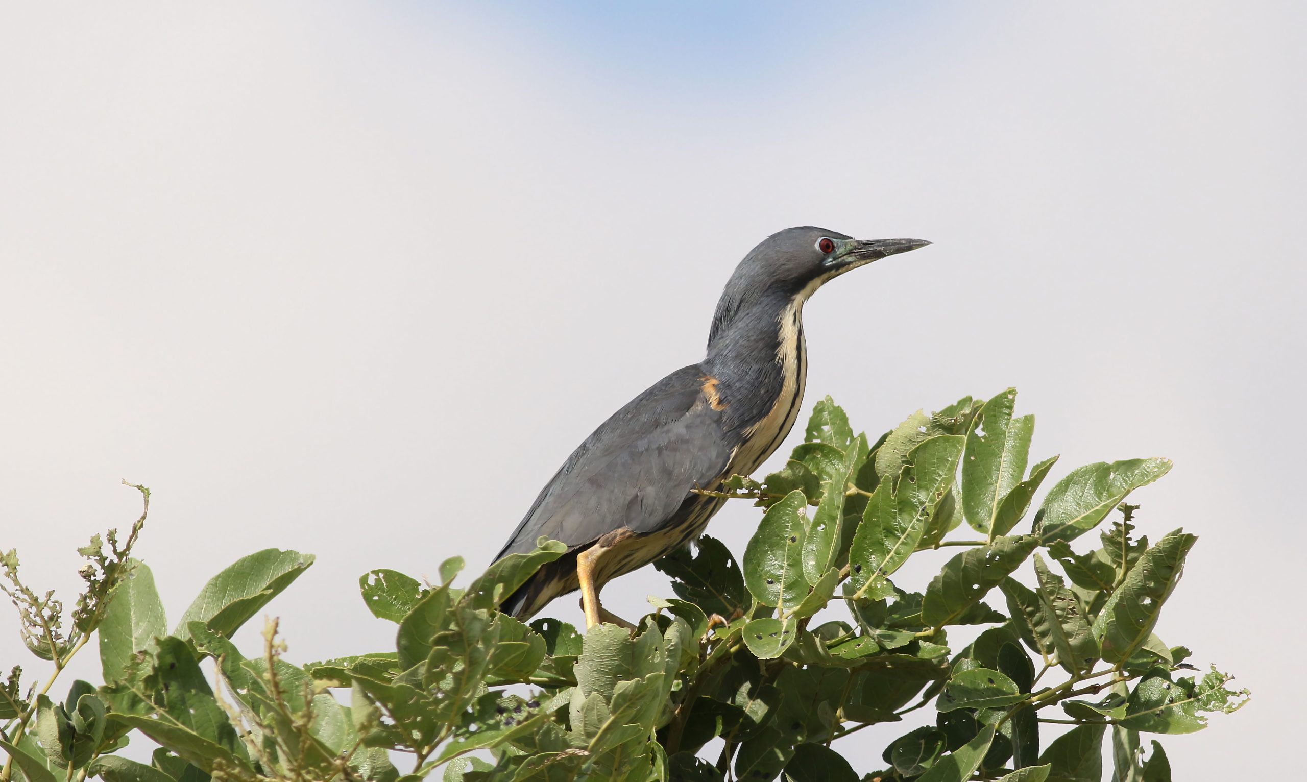 10 Days Budget Birding and Cultural Uganda Safari