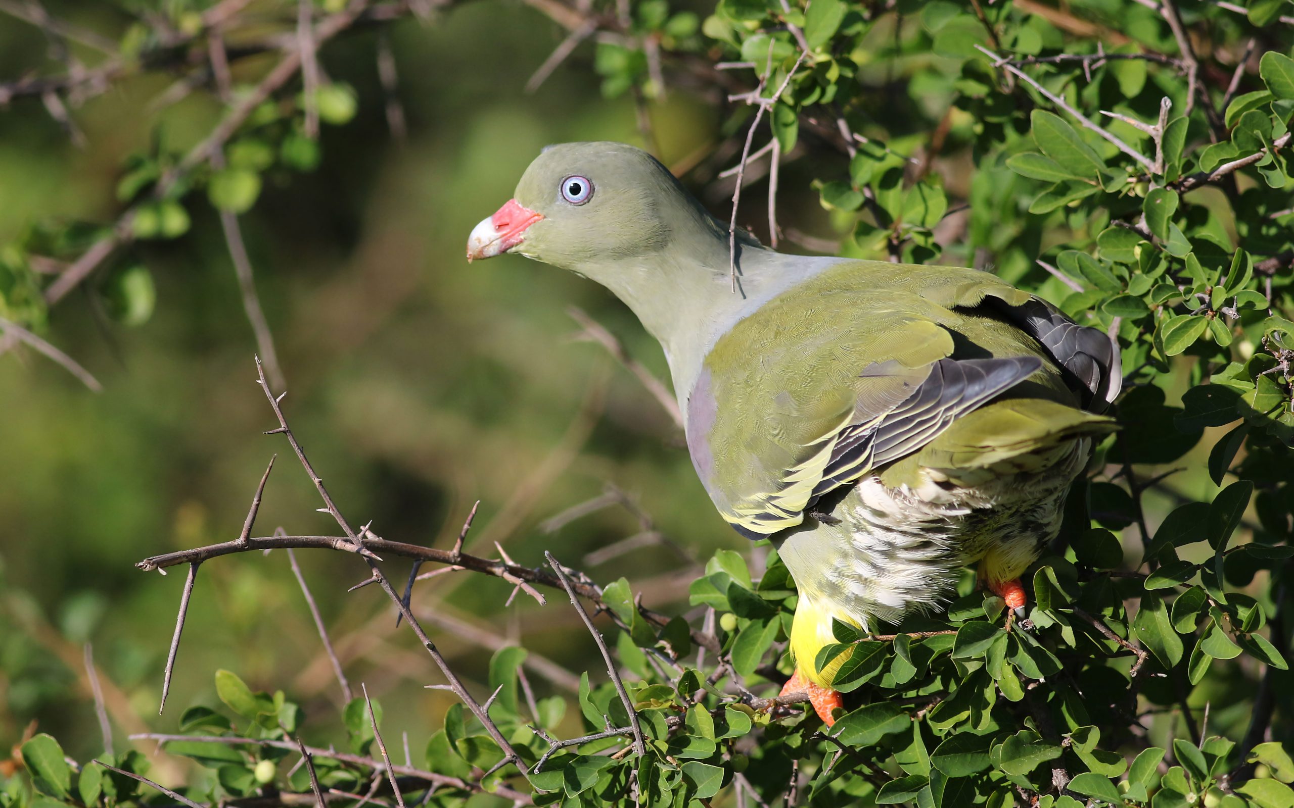 5 Days Birding Rwanda Albertine Rift