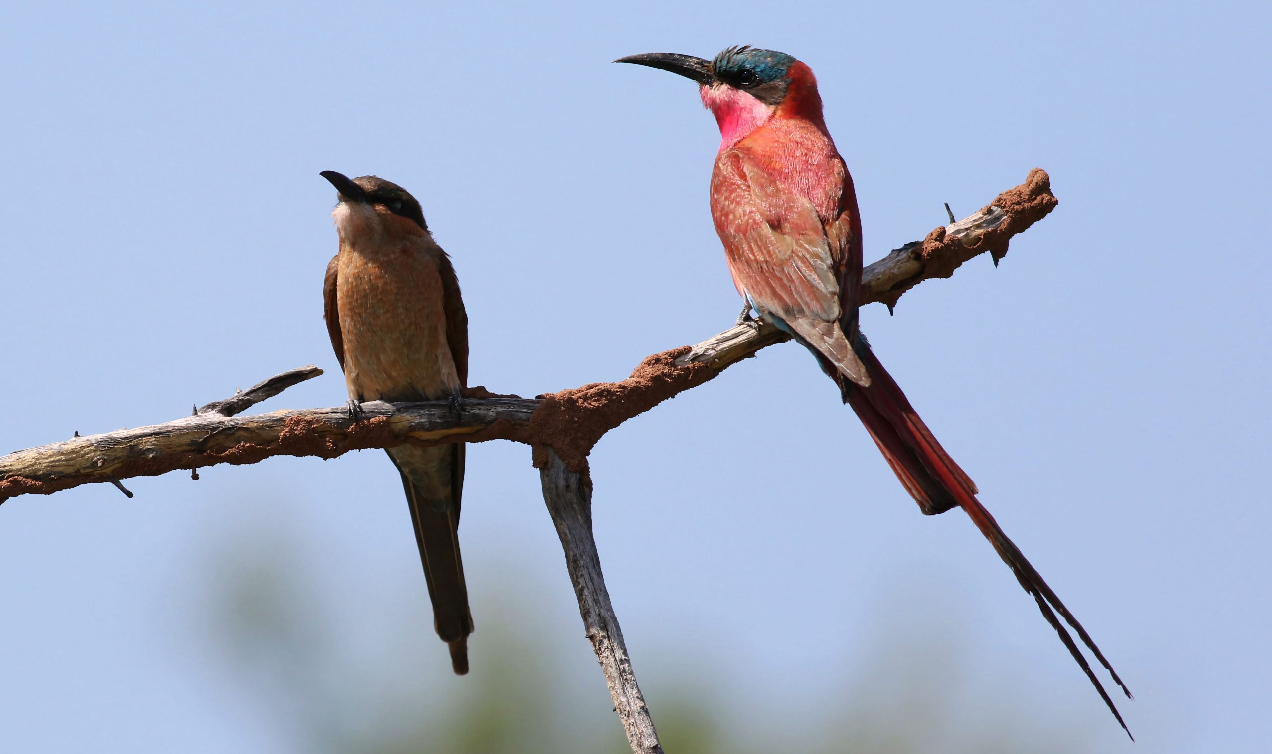 14 Days Birding Rwanda Checklist Tour