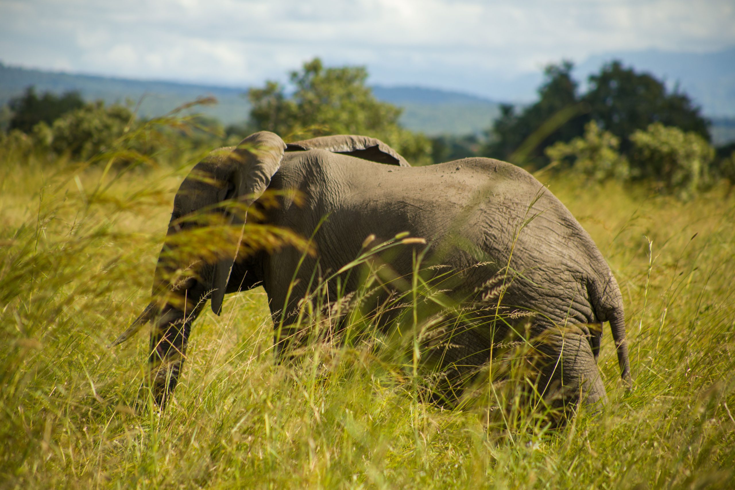 4 Days Budget Wildlife Safari Uganda