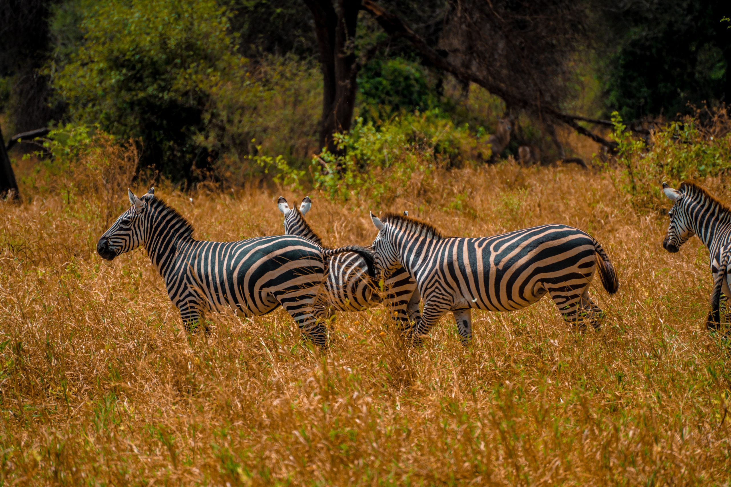 6 Days Rwanda Safari Itinerary