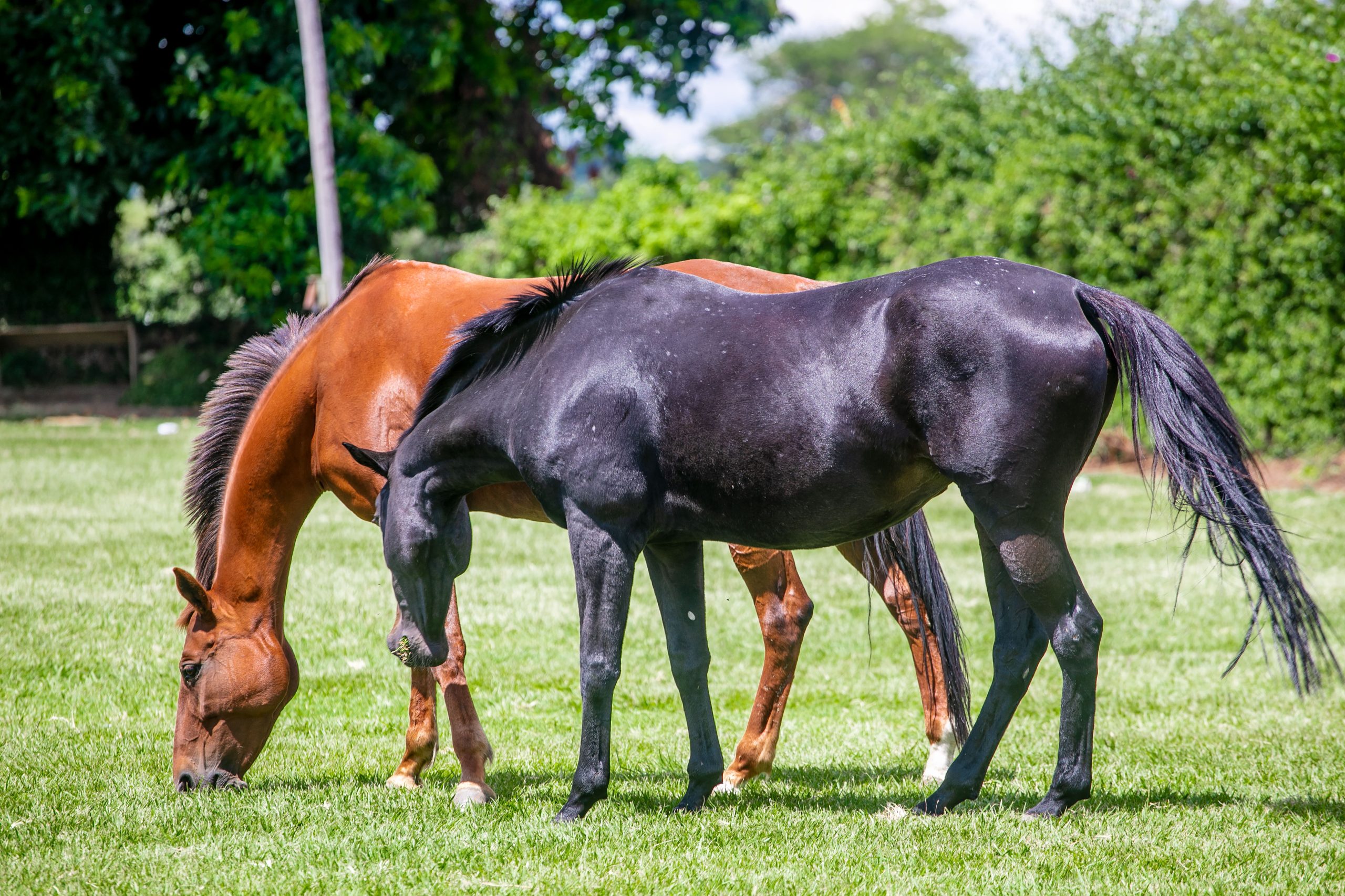 Horseback Safaris