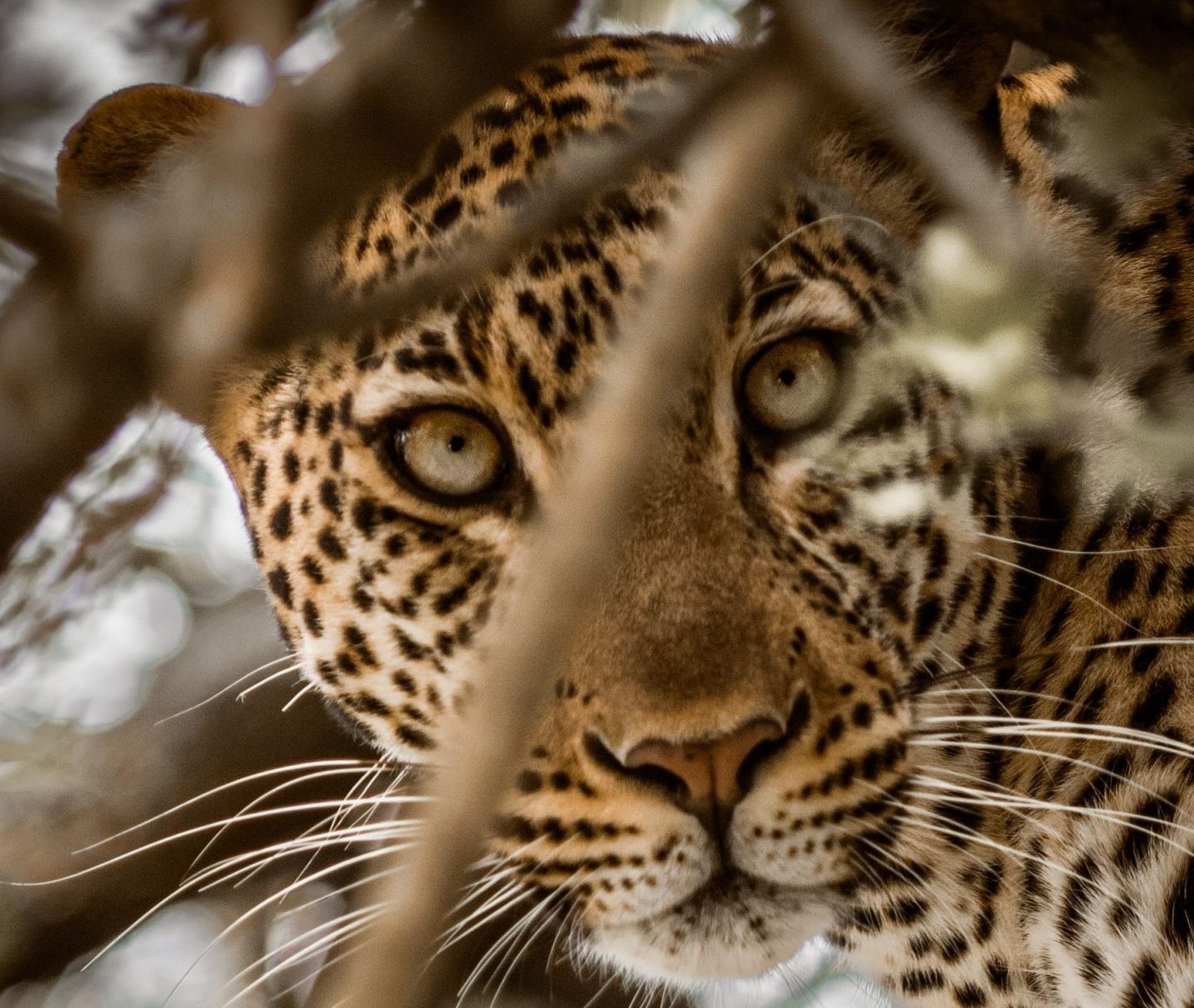 6 Days Affordable Uganda Safari