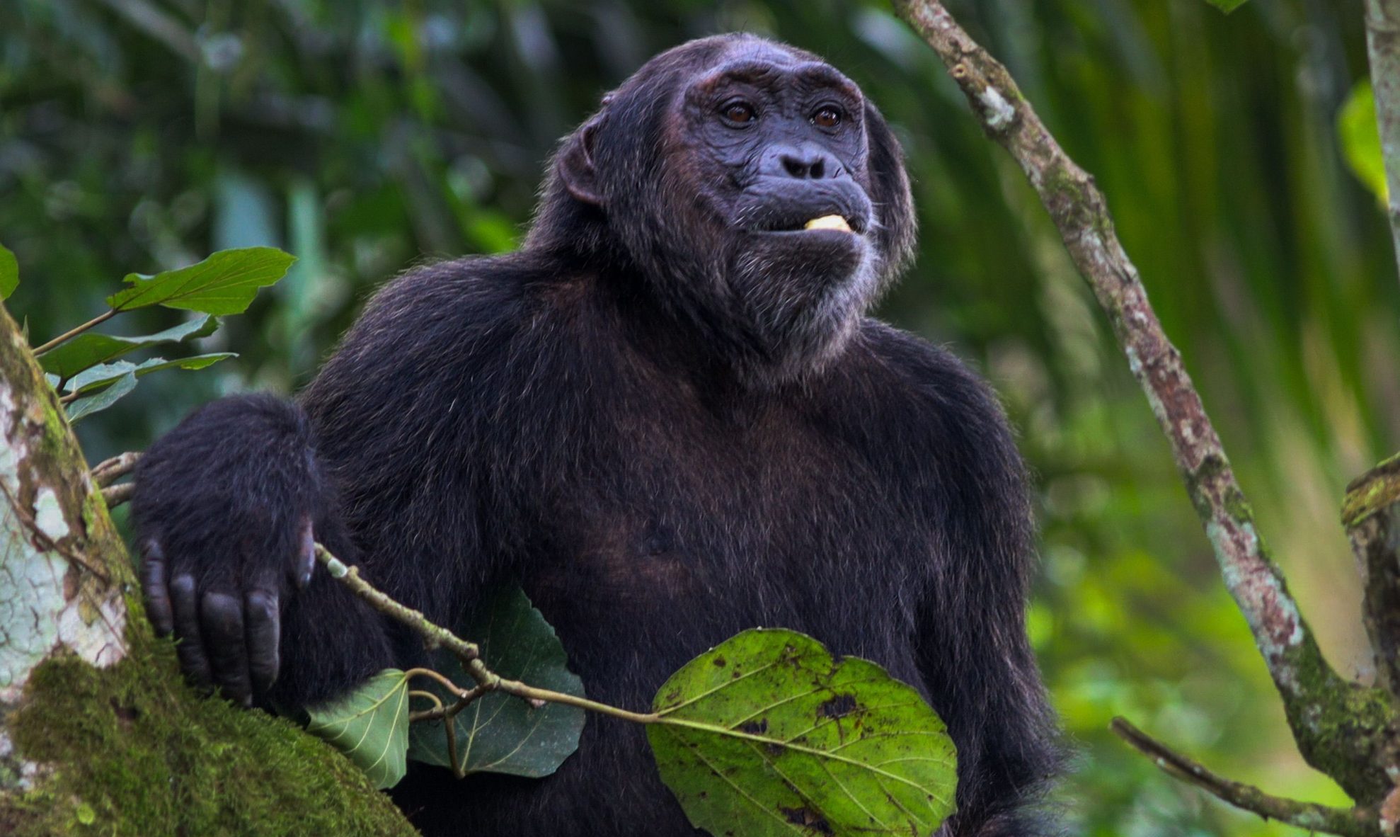 Kibale Chimpanzee Tracking Safari