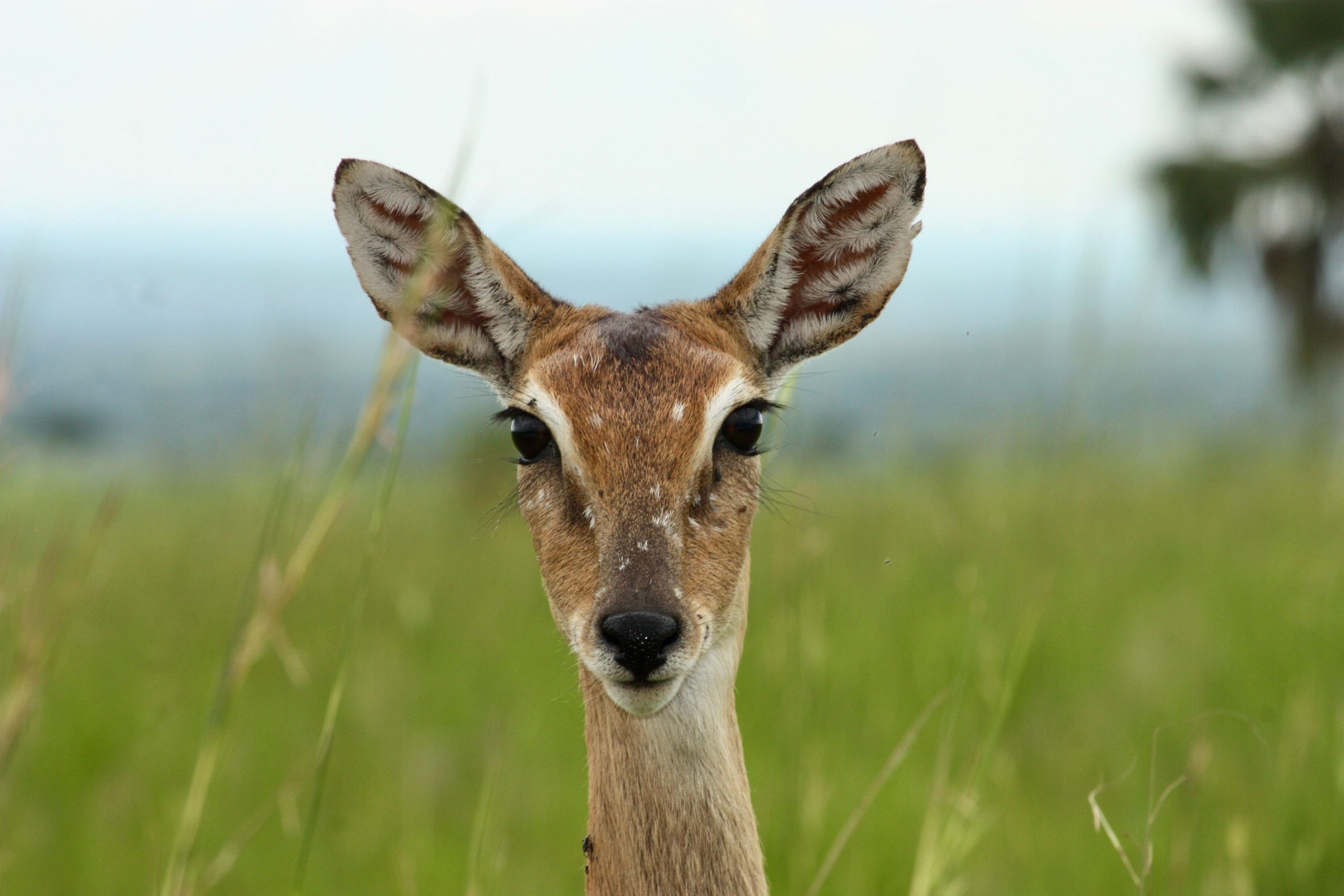 Tour Safari Packages