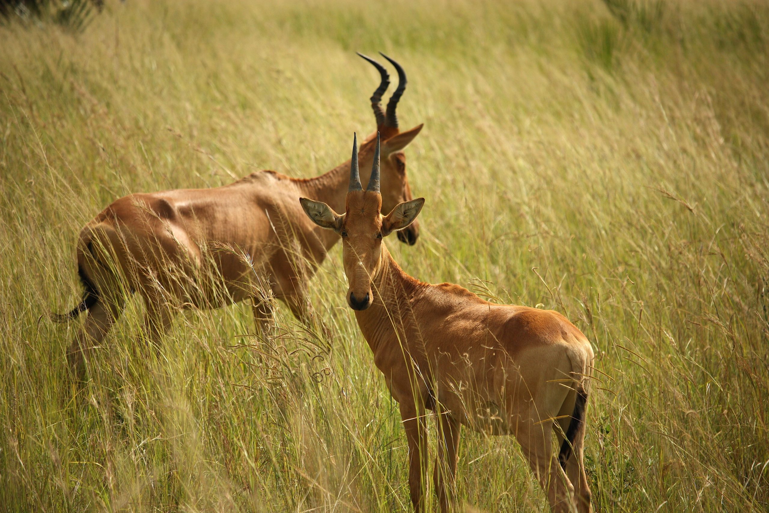 10 Days Rwanda Safari Tour Itinerary