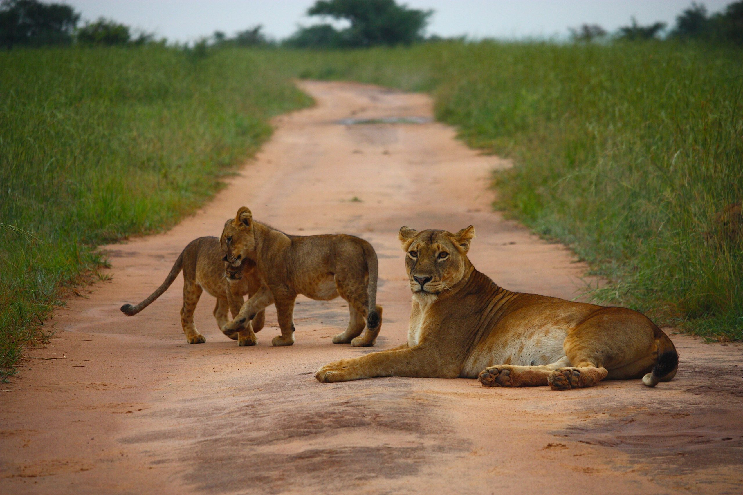 2 Days Low Cost Uganda Safari