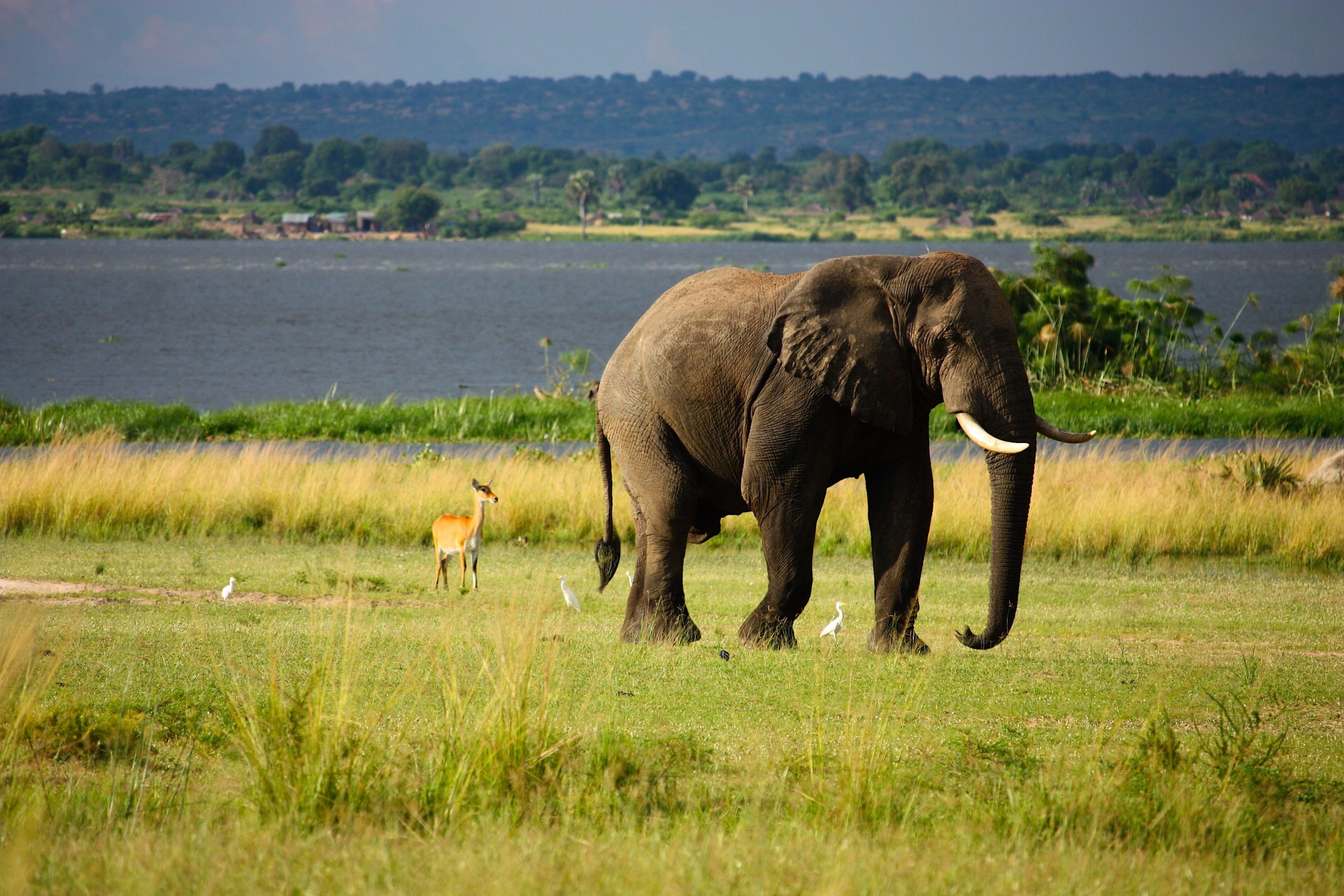2 Days Budget Wildlife Safari Uganda