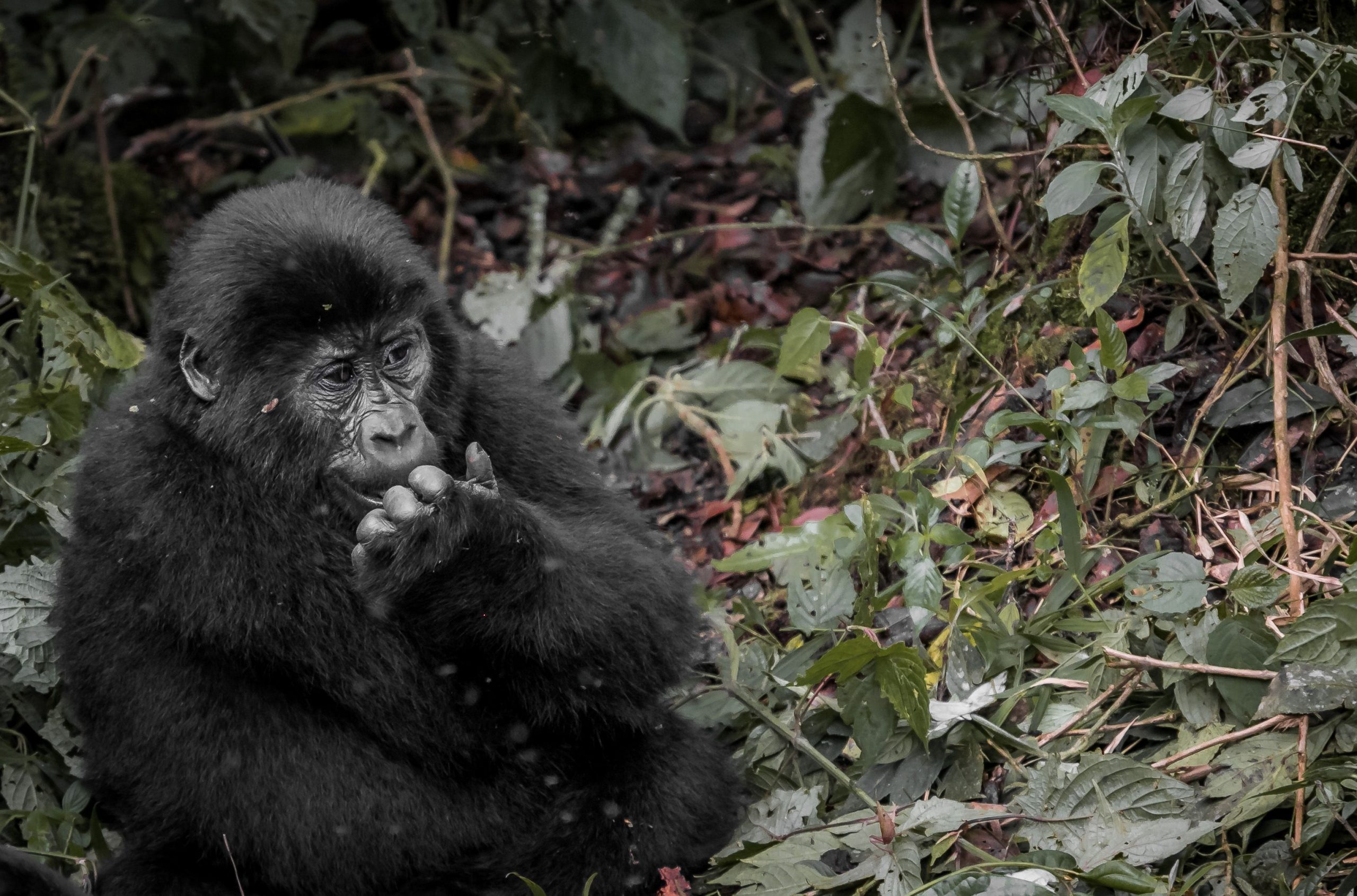 8 Days Budget Primates Safari Uganda