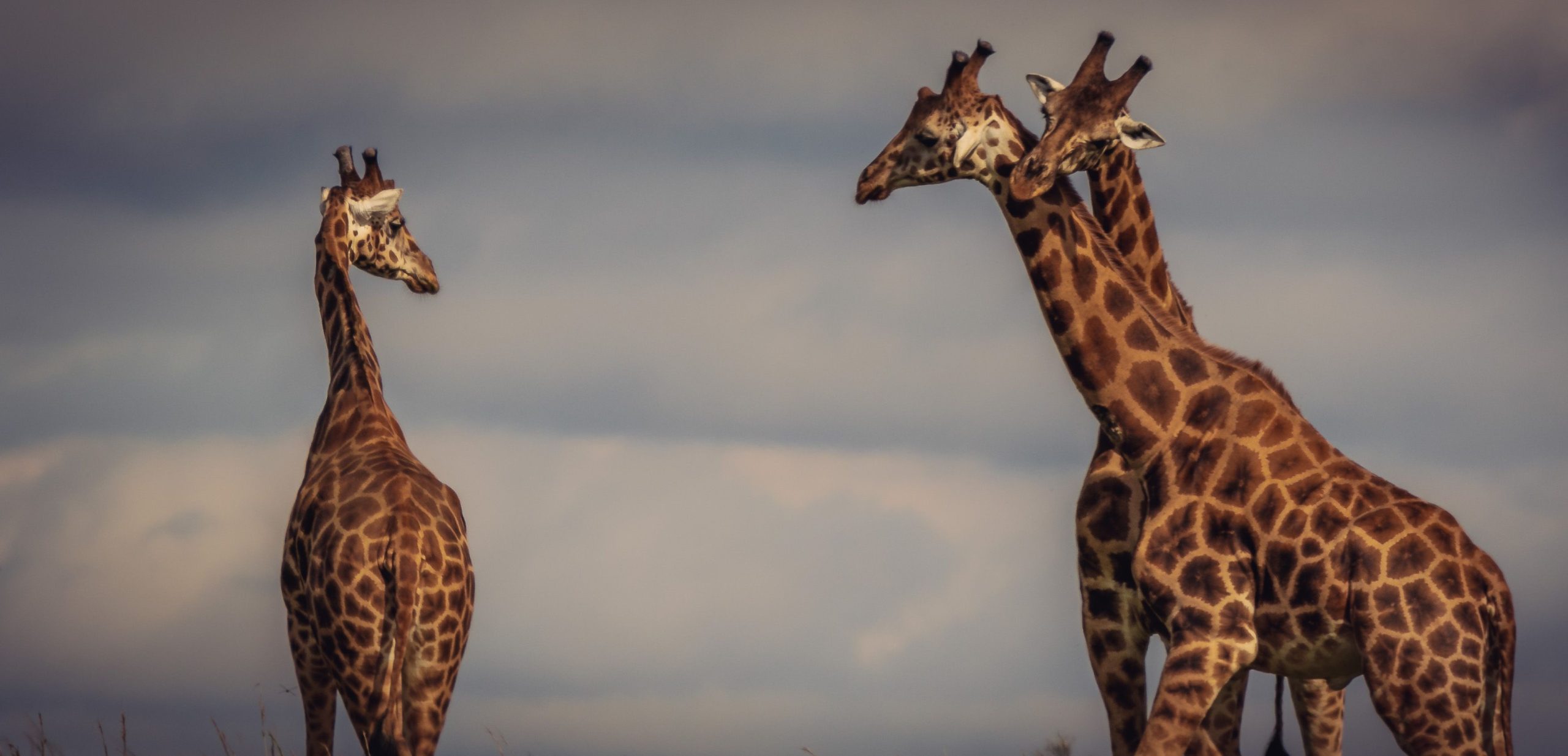 Wildlife