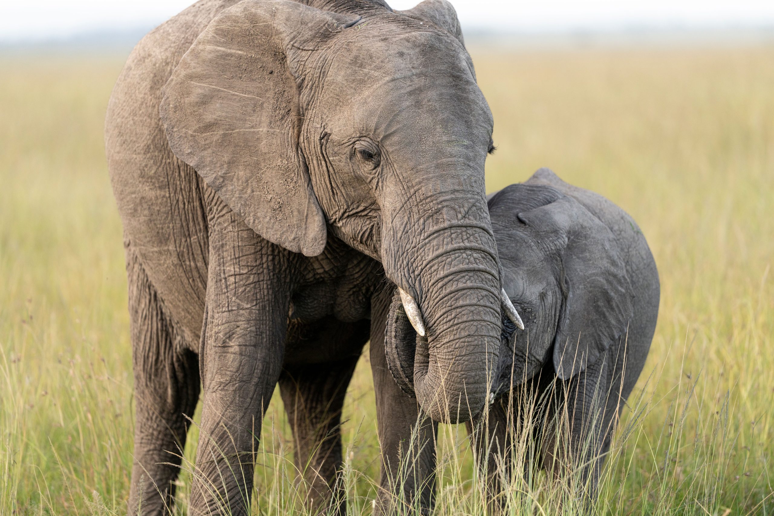 2 Days Budget Murchison Falls Safari