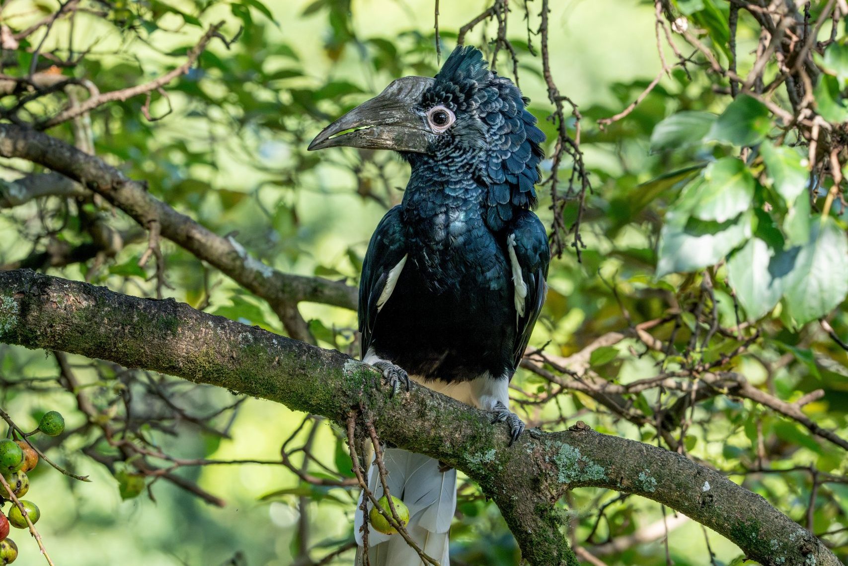 Bwindi Birding Safari Tour