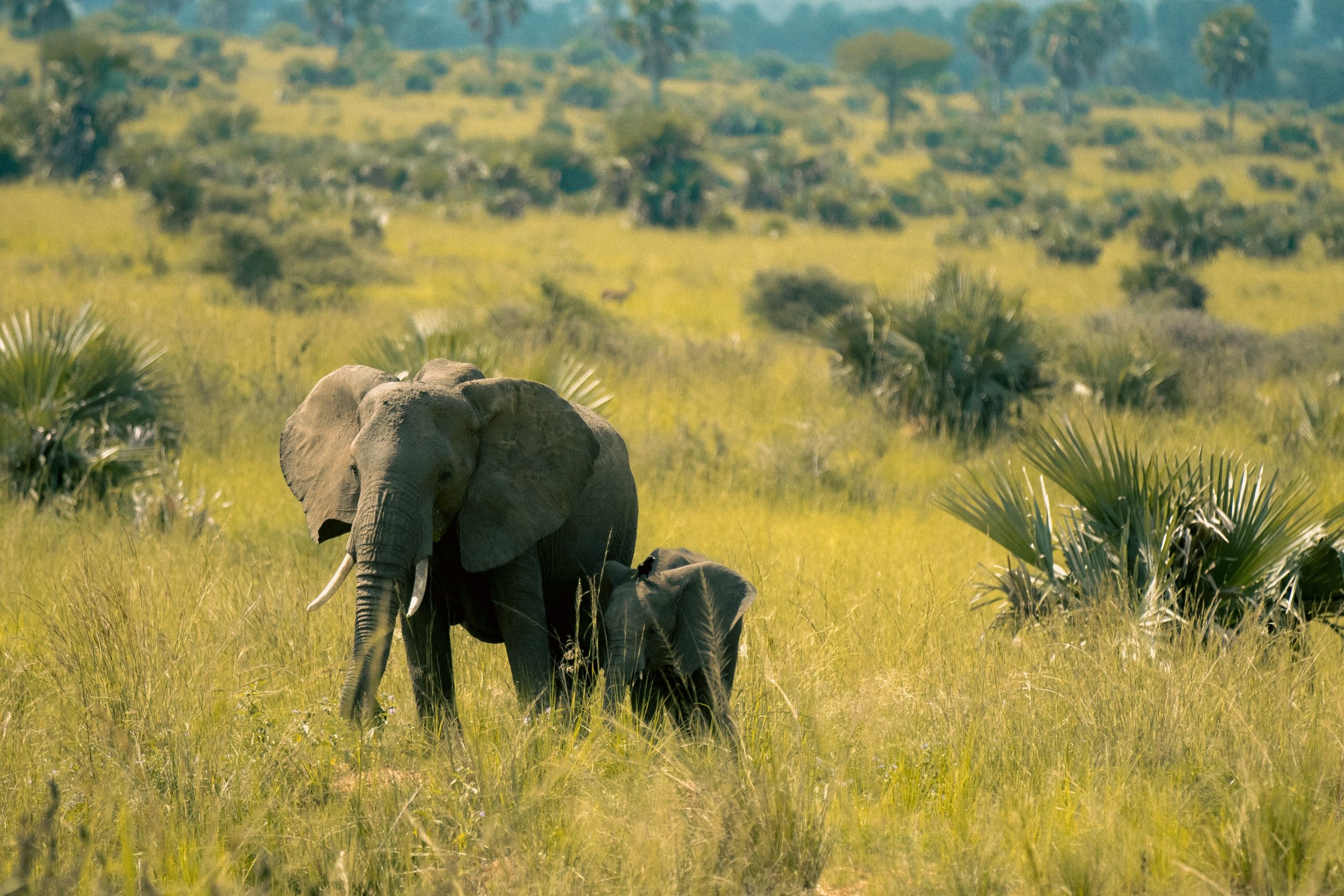 3 Days Uganda Budget Safari