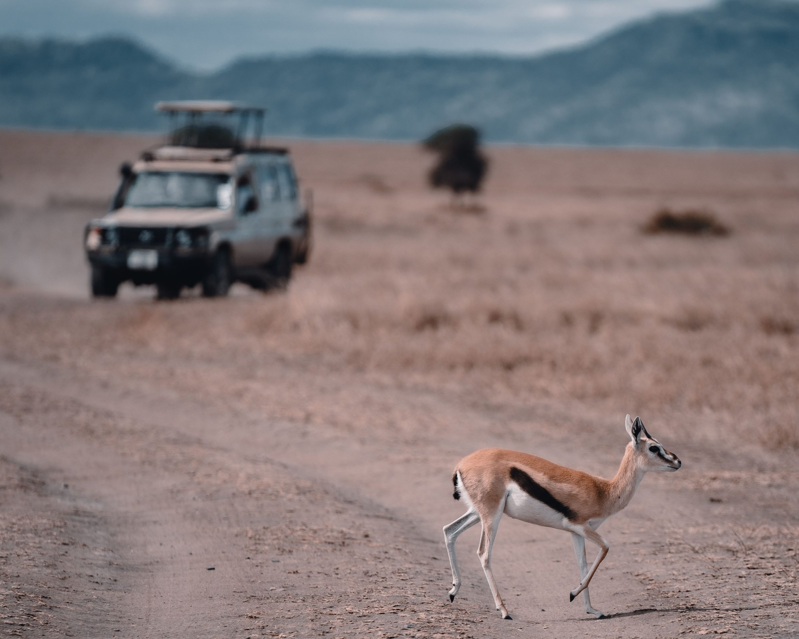 Multi Day Safaris